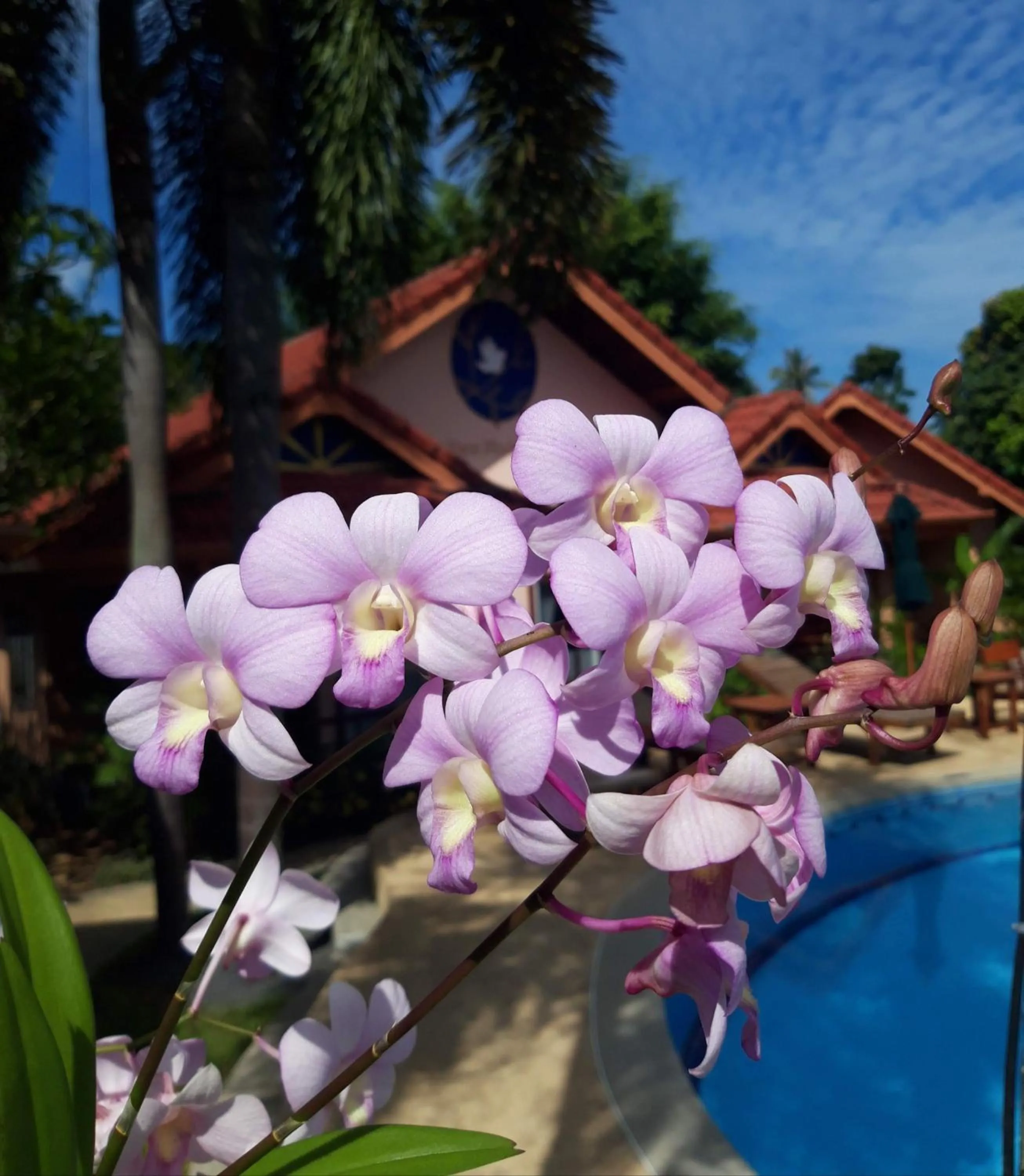 Garden in The Pace Phuket Boutique Resort