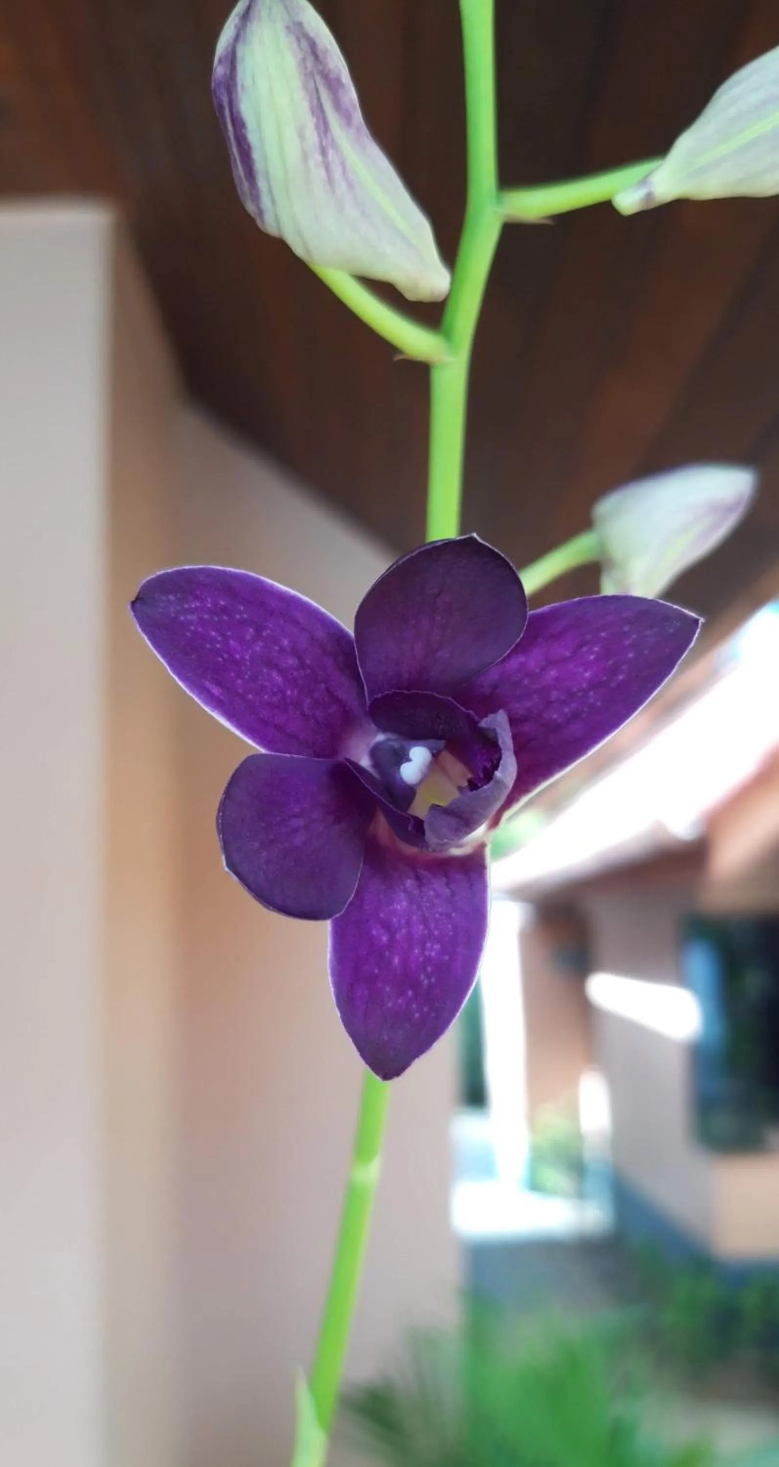 Garden in The Pace Phuket Boutique Resort
