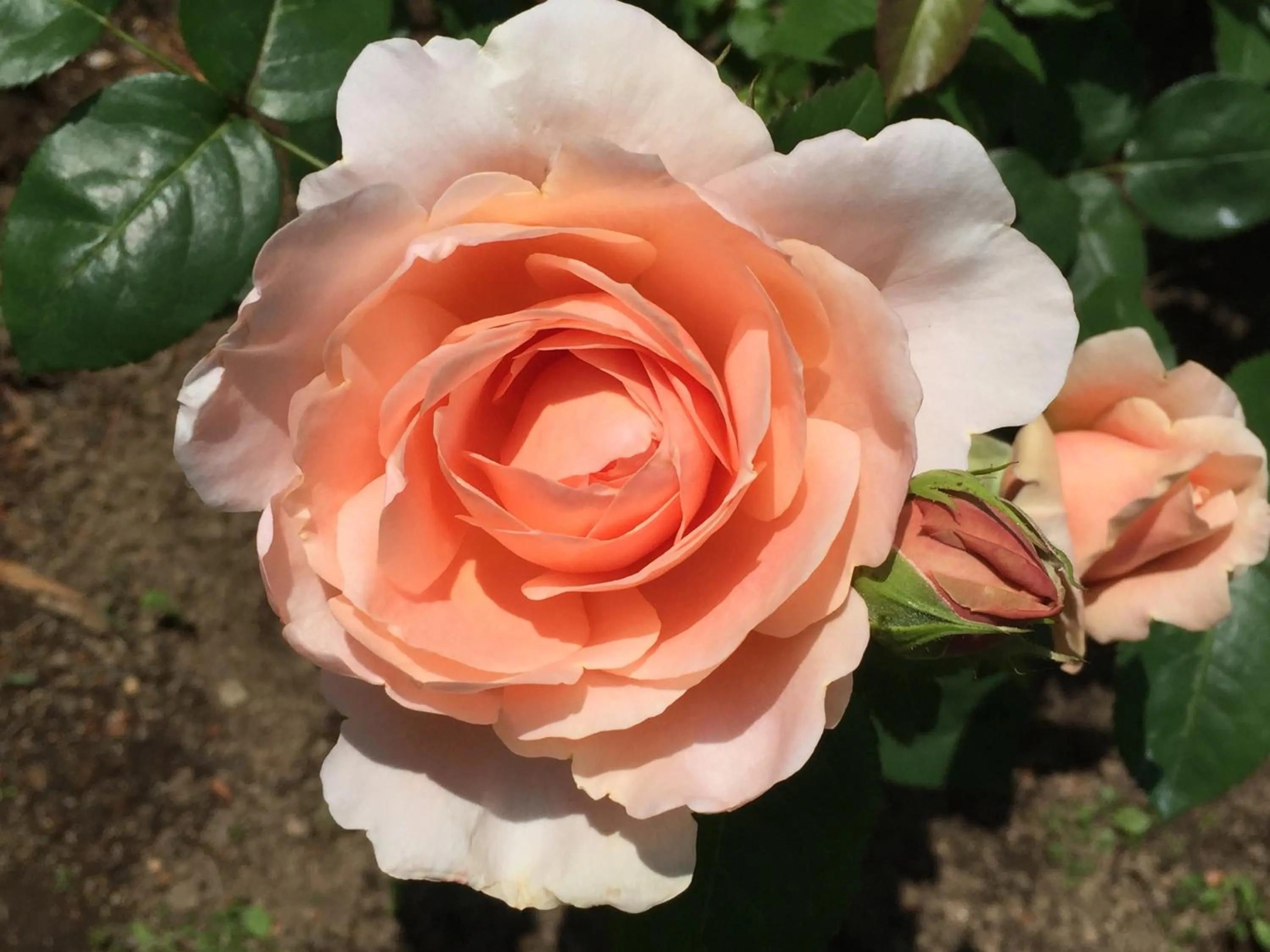 Garden in Petit Hotel & Restaurant Old Age