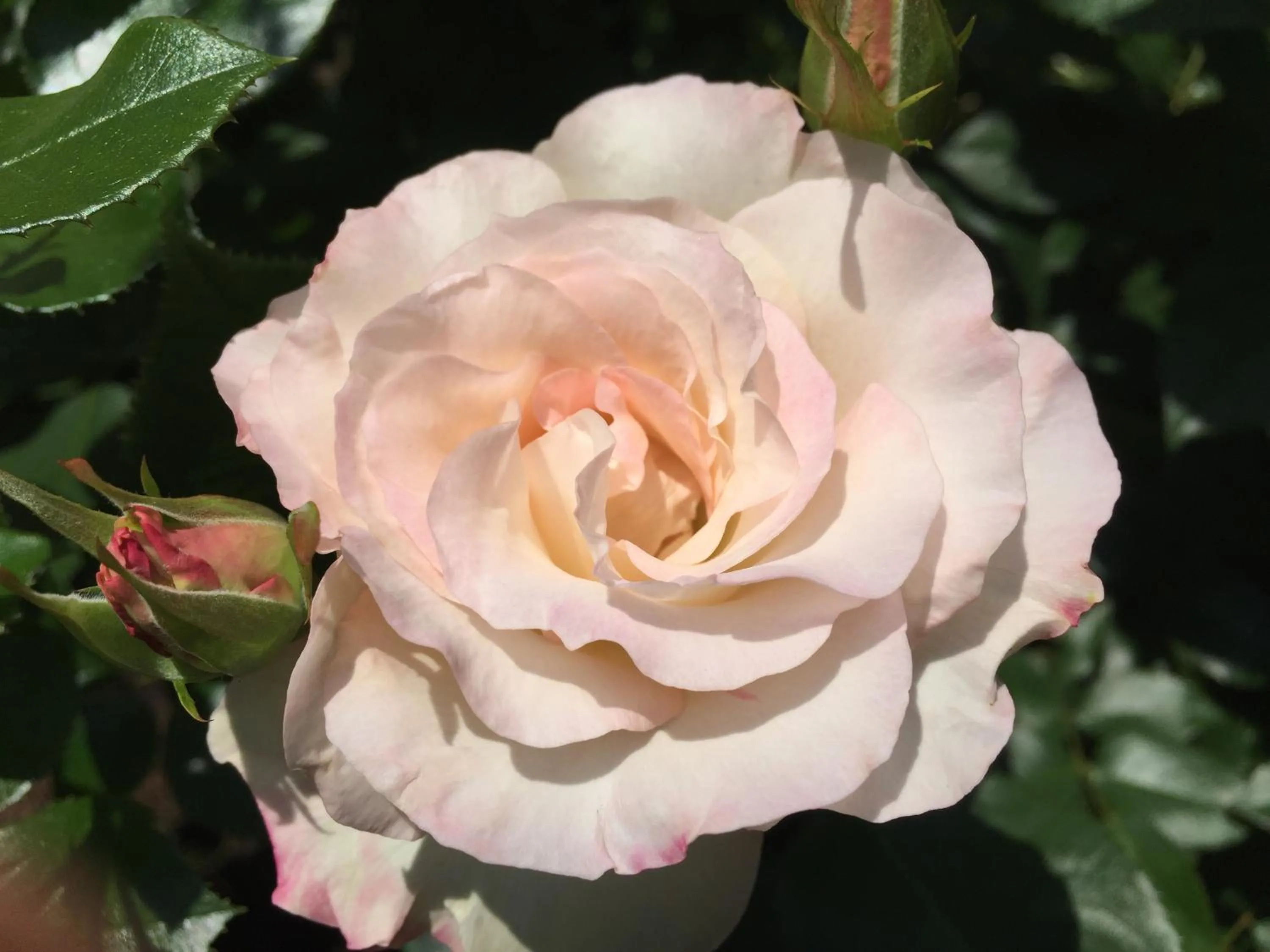 Summer in Petit Hotel & Restaurant Old Age