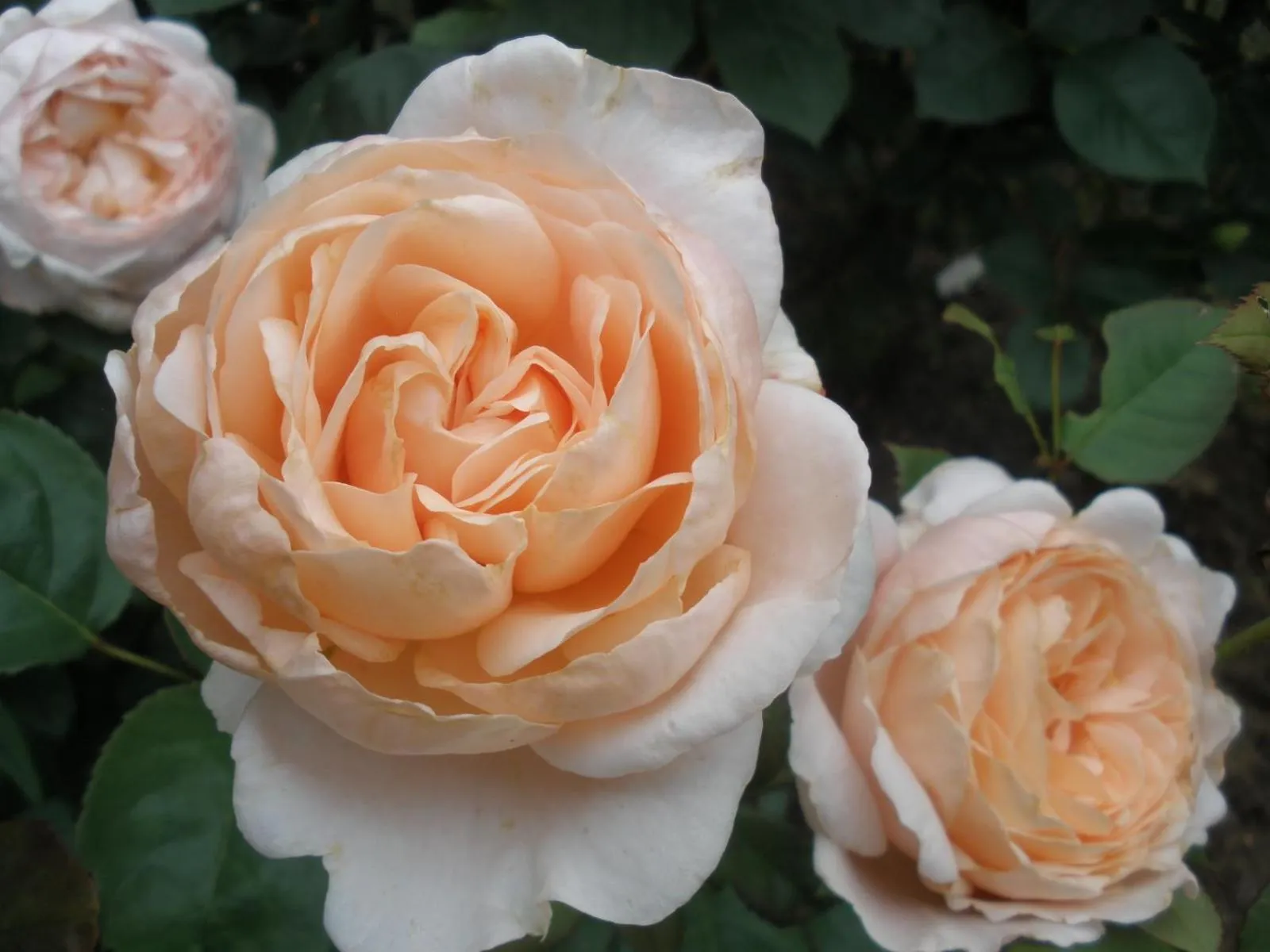 Garden in Petit Hotel & Restaurant Old Age