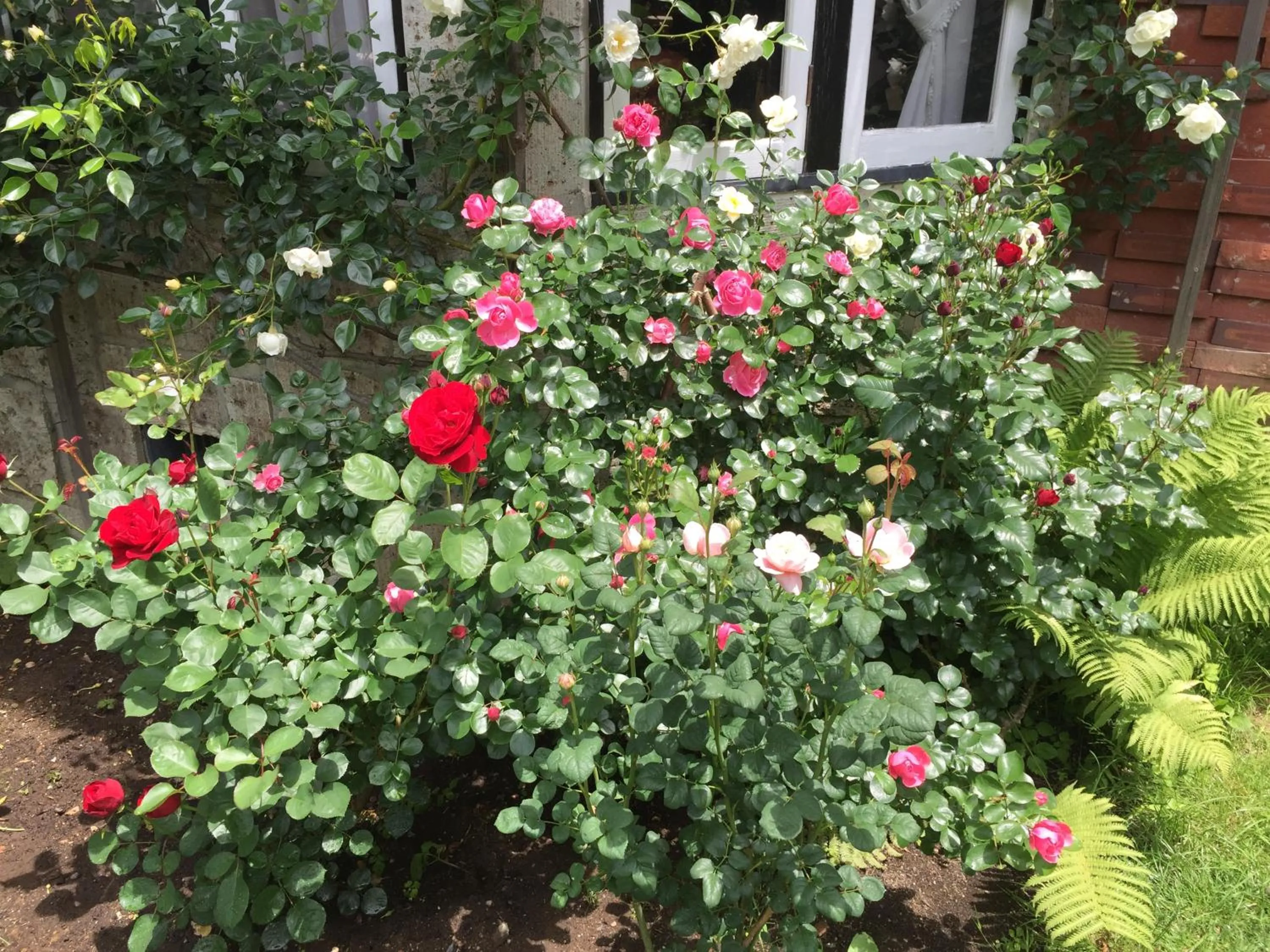 Garden in Petit Hotel & Restaurant Old Age