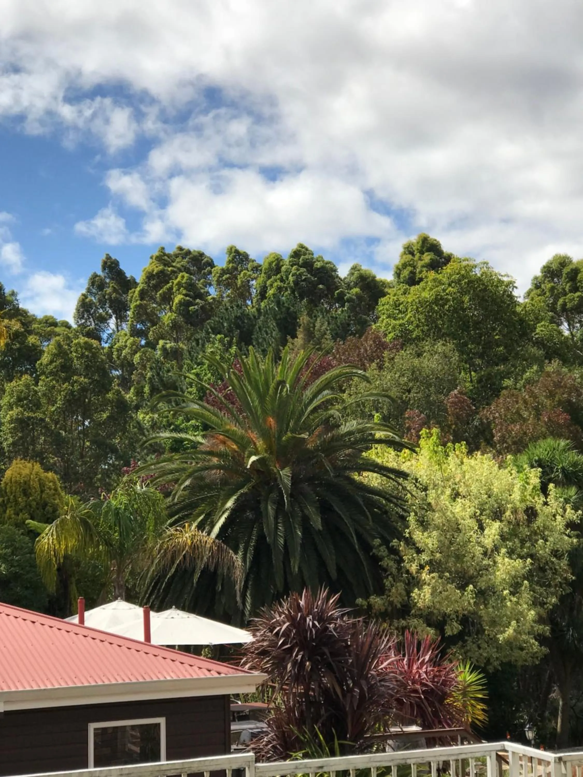 Natural landscape in Forest Lodge Resort
