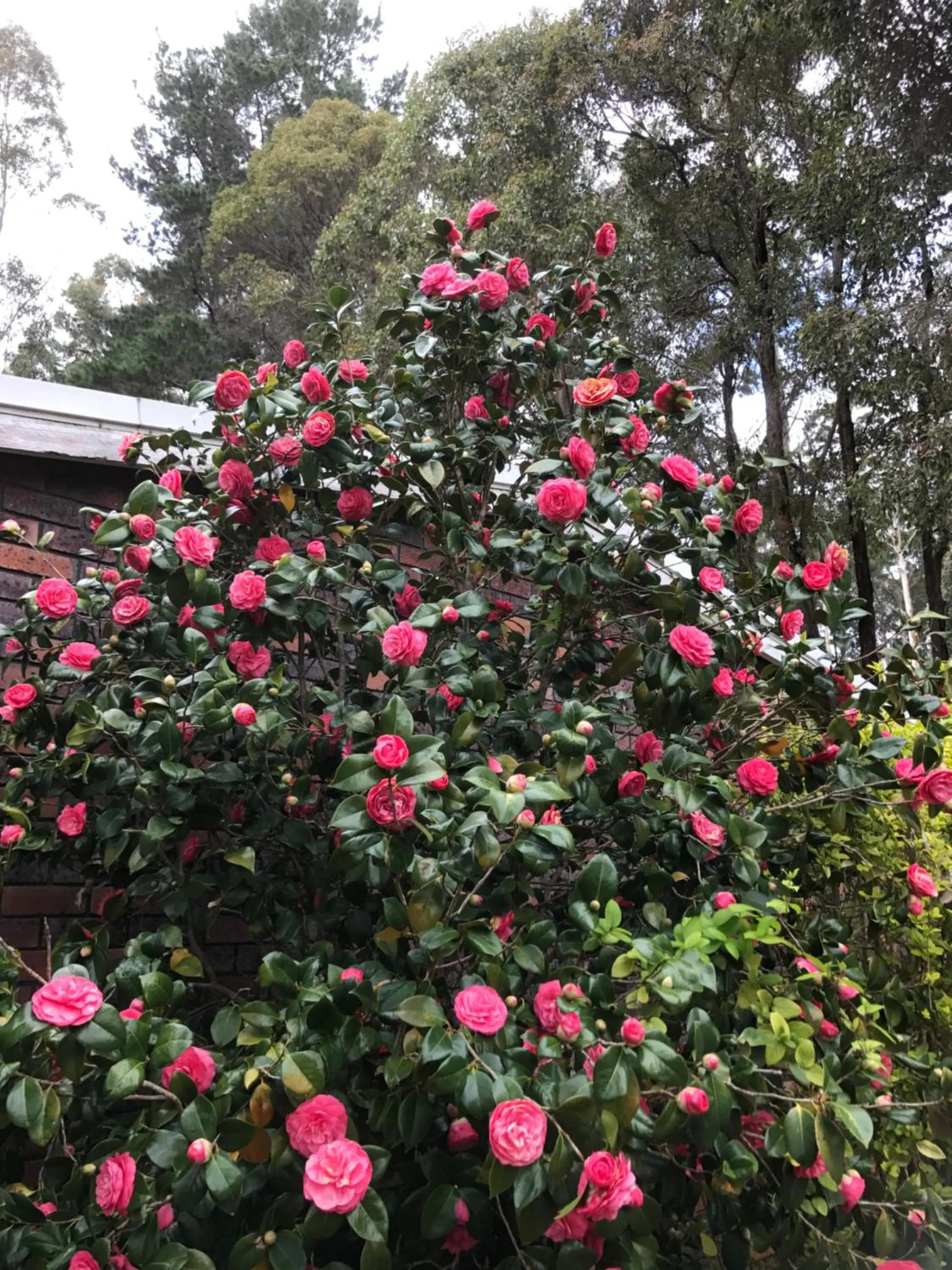 Day in Forest Lodge Resort