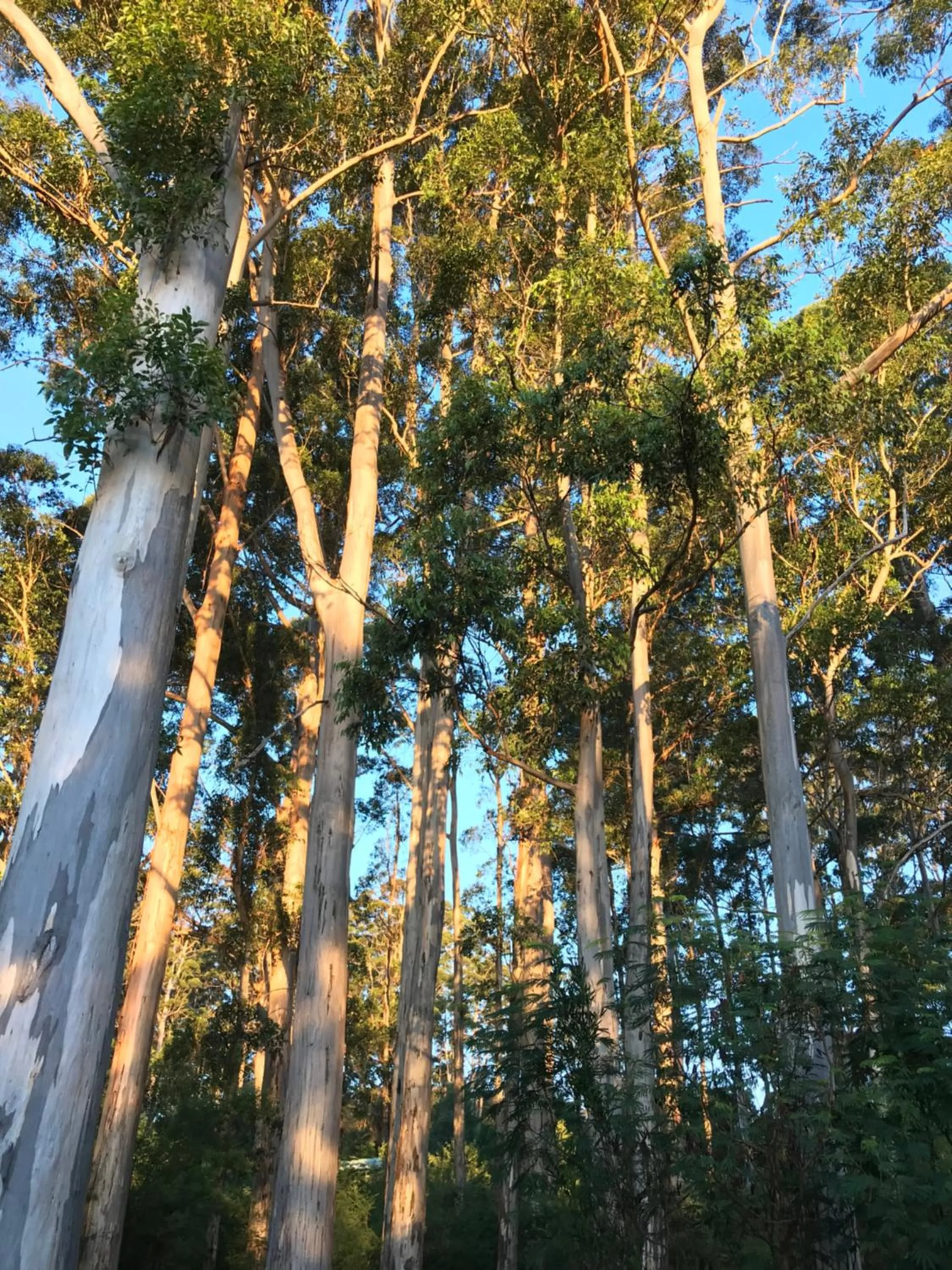 Spring in Forest Lodge Resort