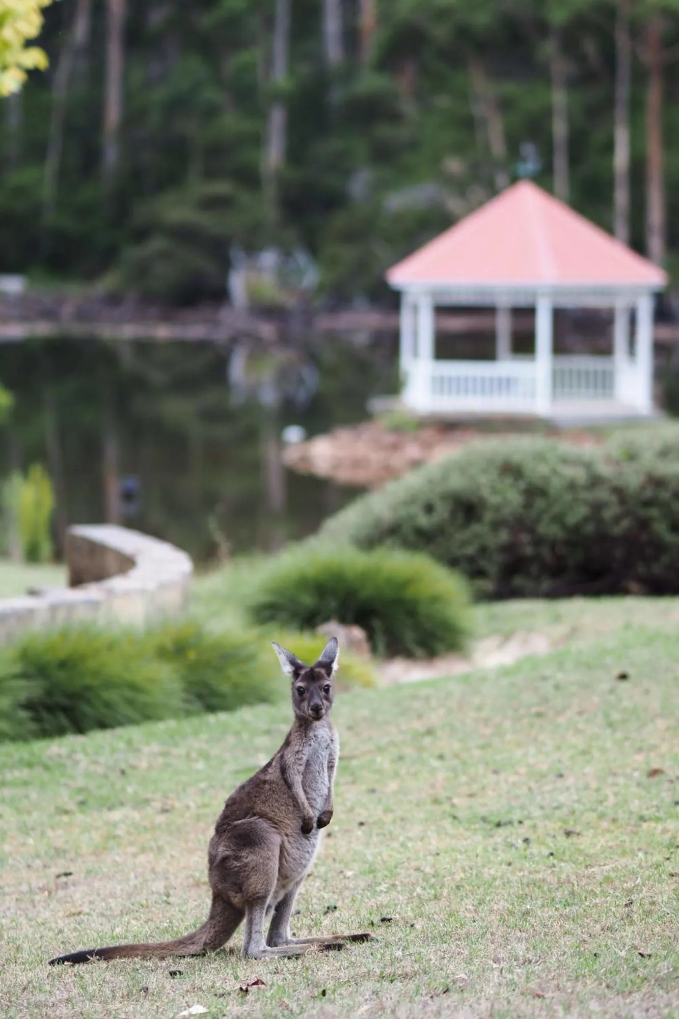 Day in Forest Lodge Resort