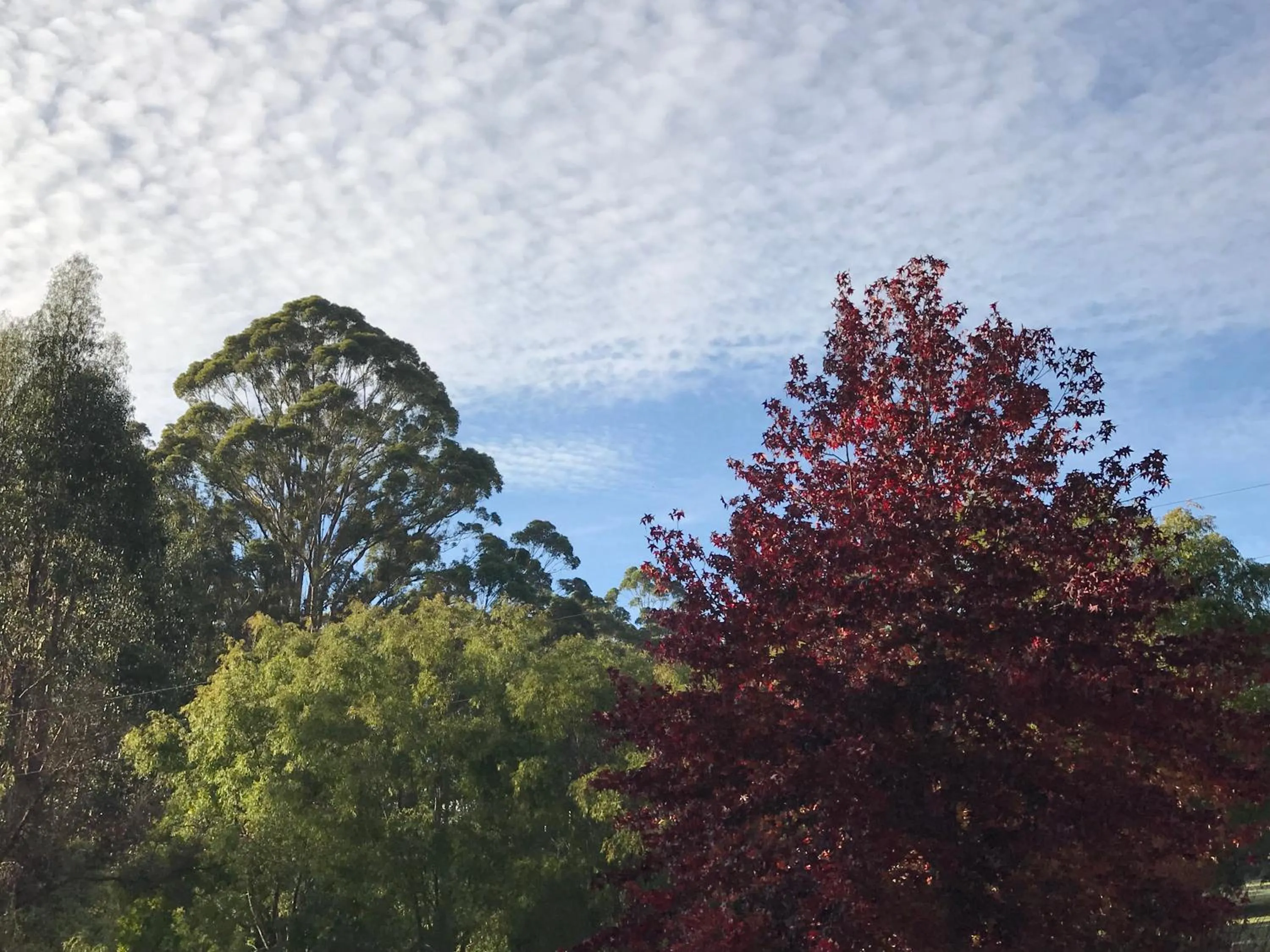 Natural landscape in Forest Lodge Resort