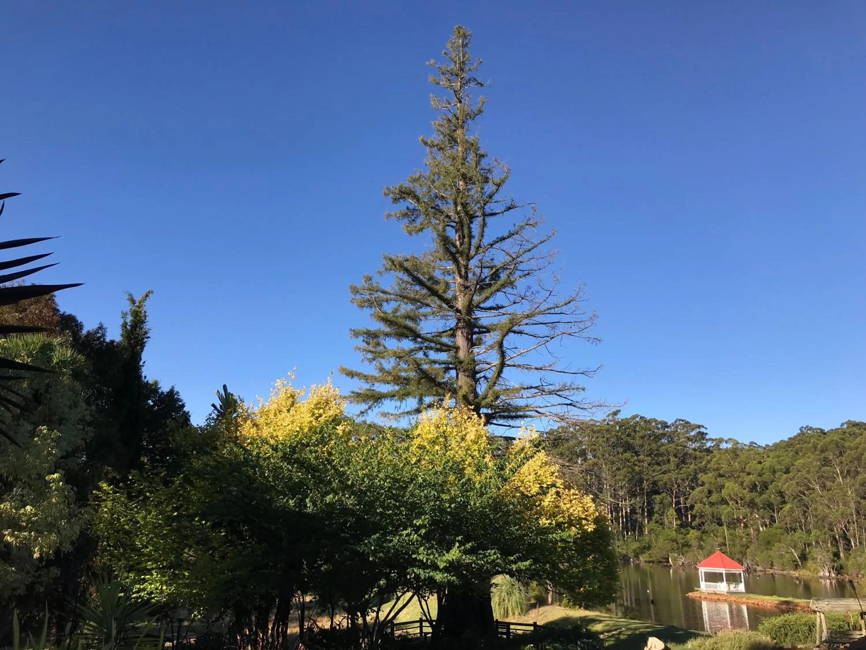 Restaurant/places to eat in Forest Lodge Resort