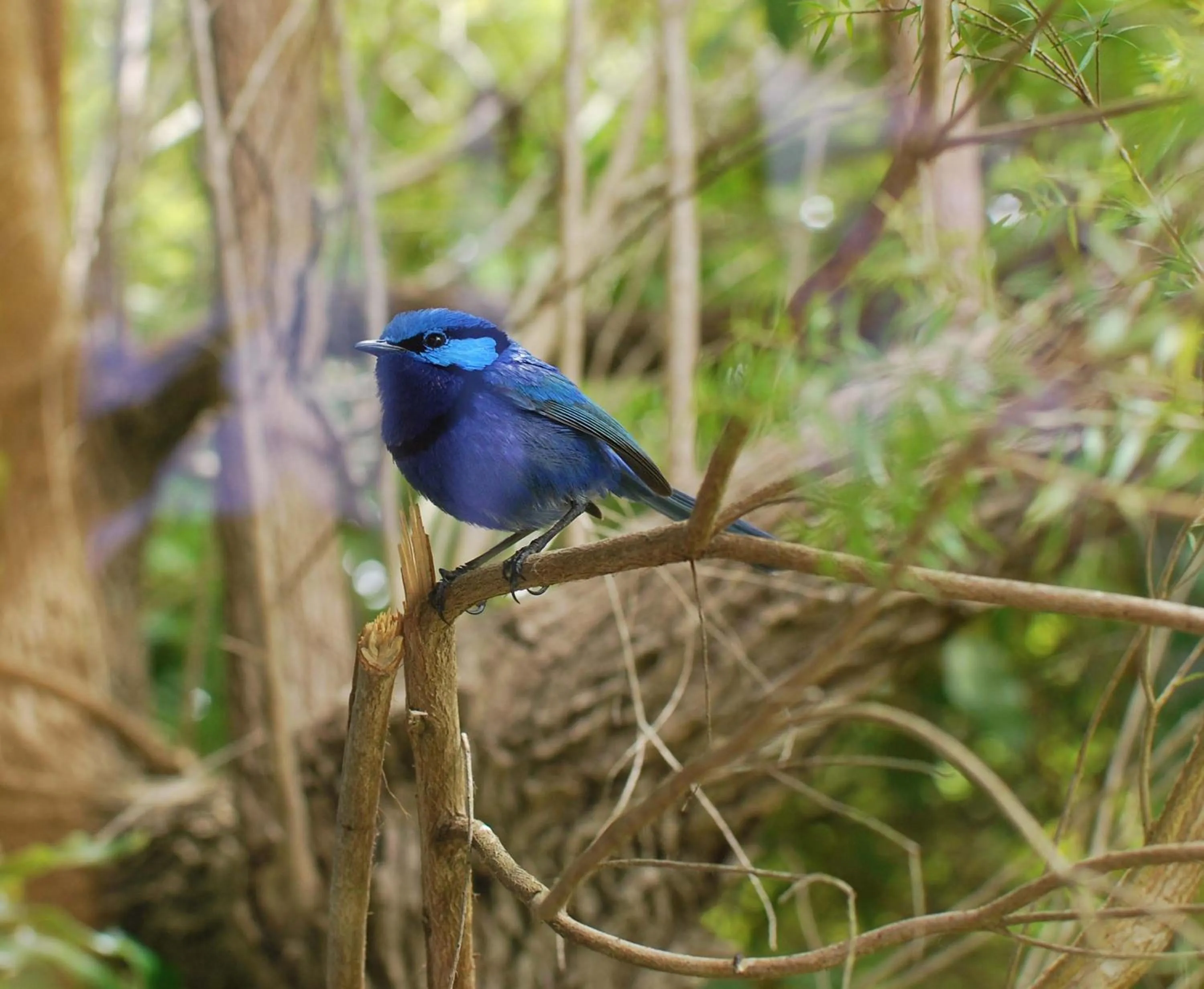Natural landscape in Forest Lodge Resort