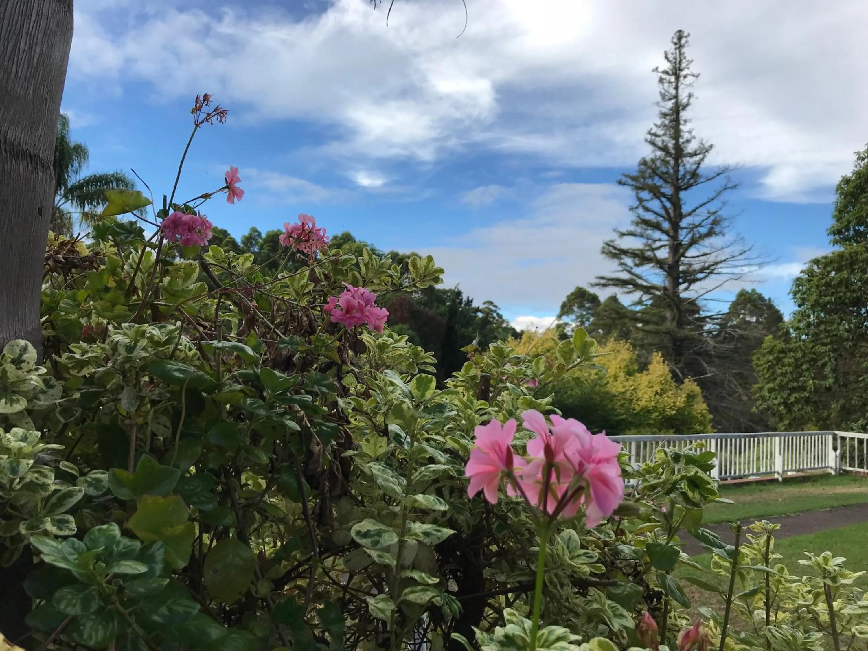 Natural landscape in Forest Lodge Resort