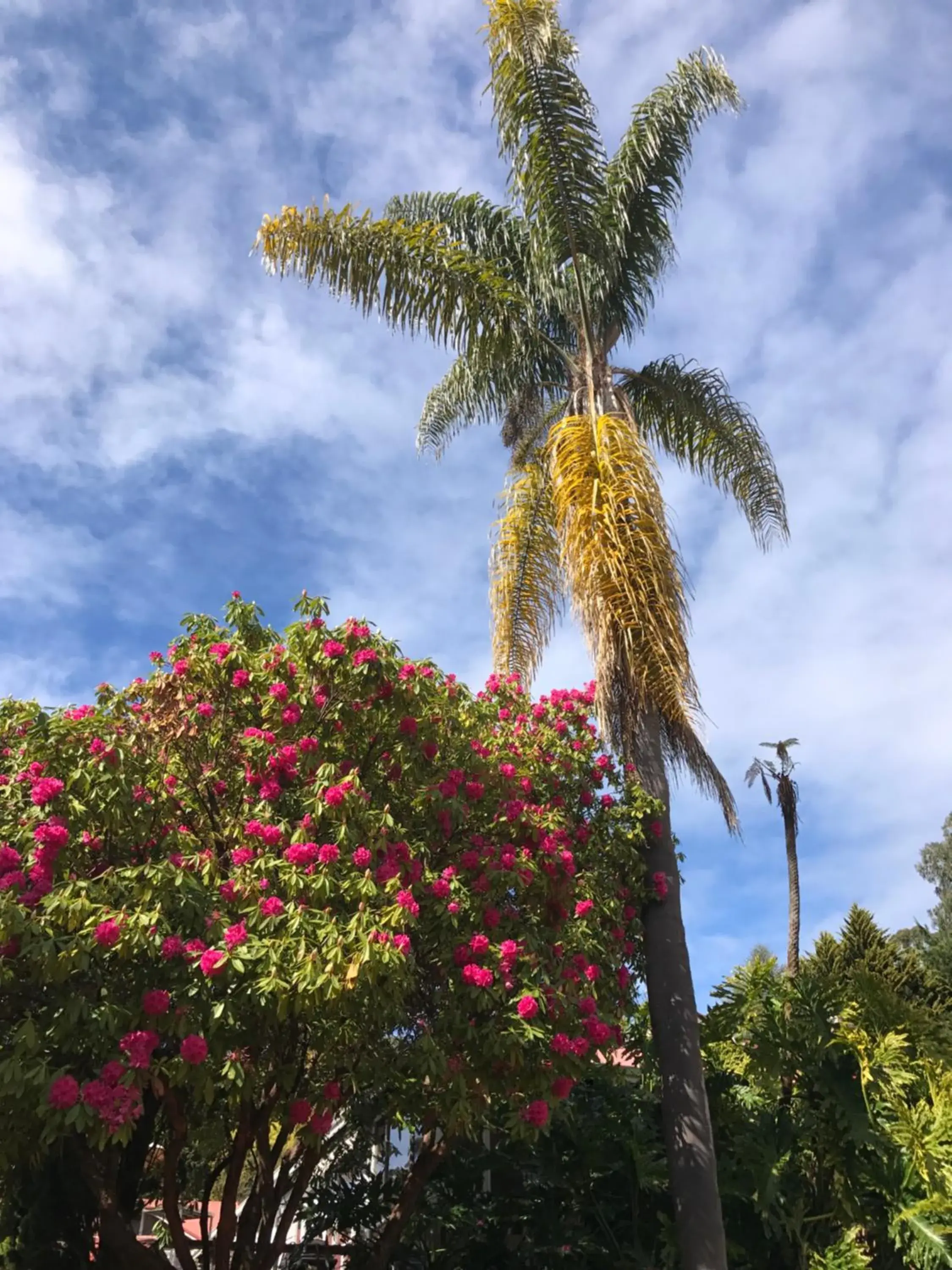 Superior King Studio with Spa Bath in Forest Lodge Resort Superior King Studio with Spa Bath in Forest Lodge Resort