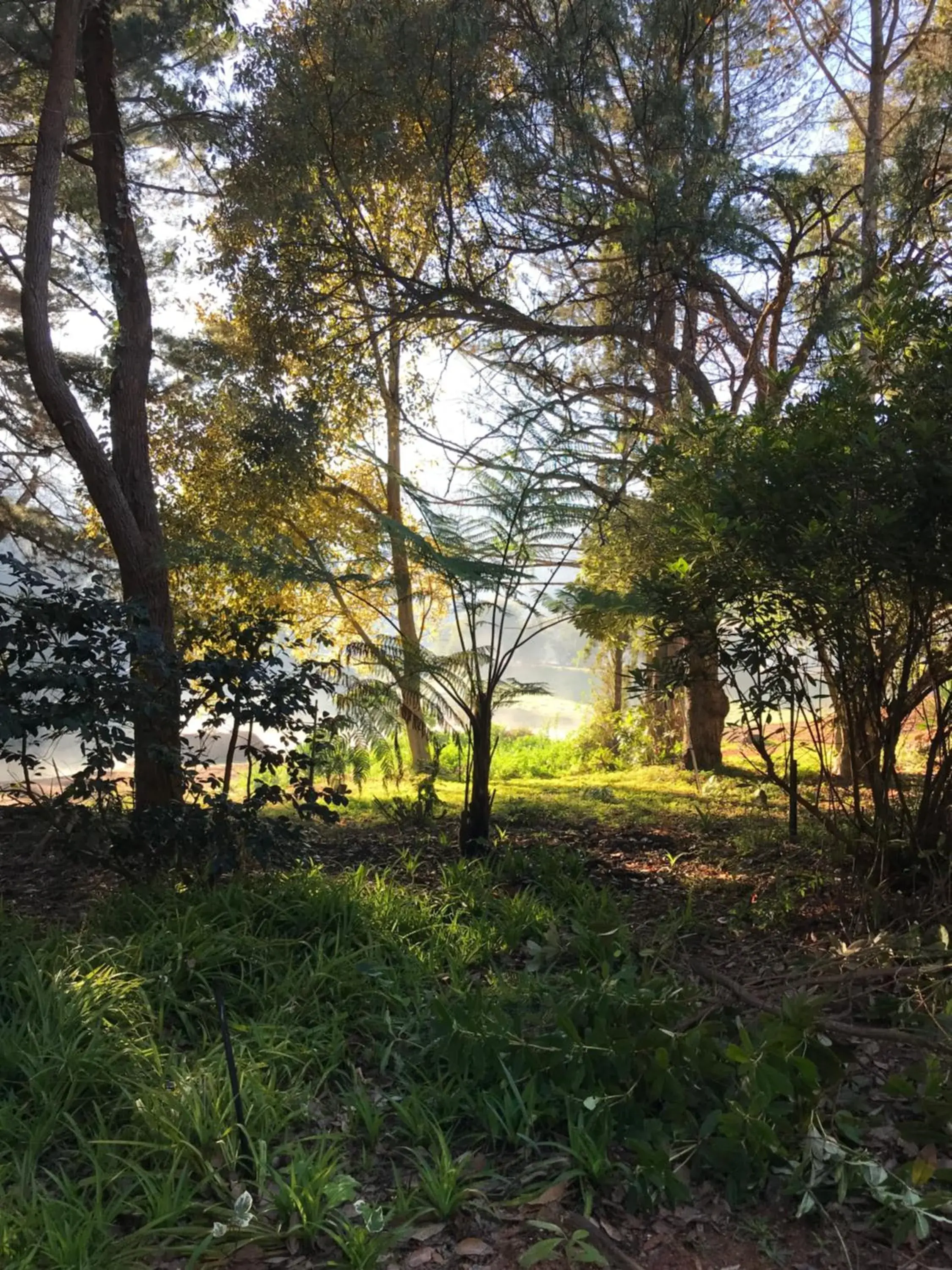 Garden view in Forest Lodge Resort Garden view in Forest Lodge Resort