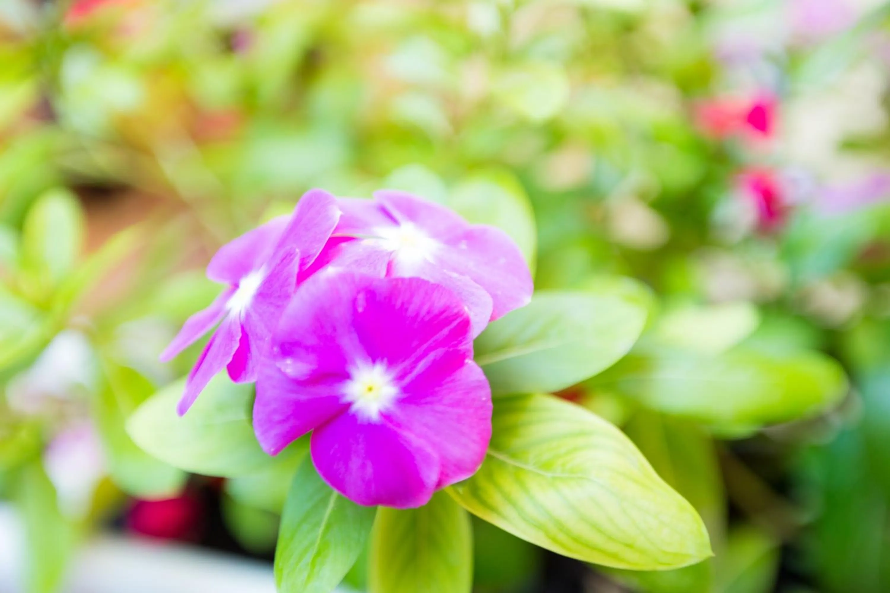 Floor plan in Isola Blu