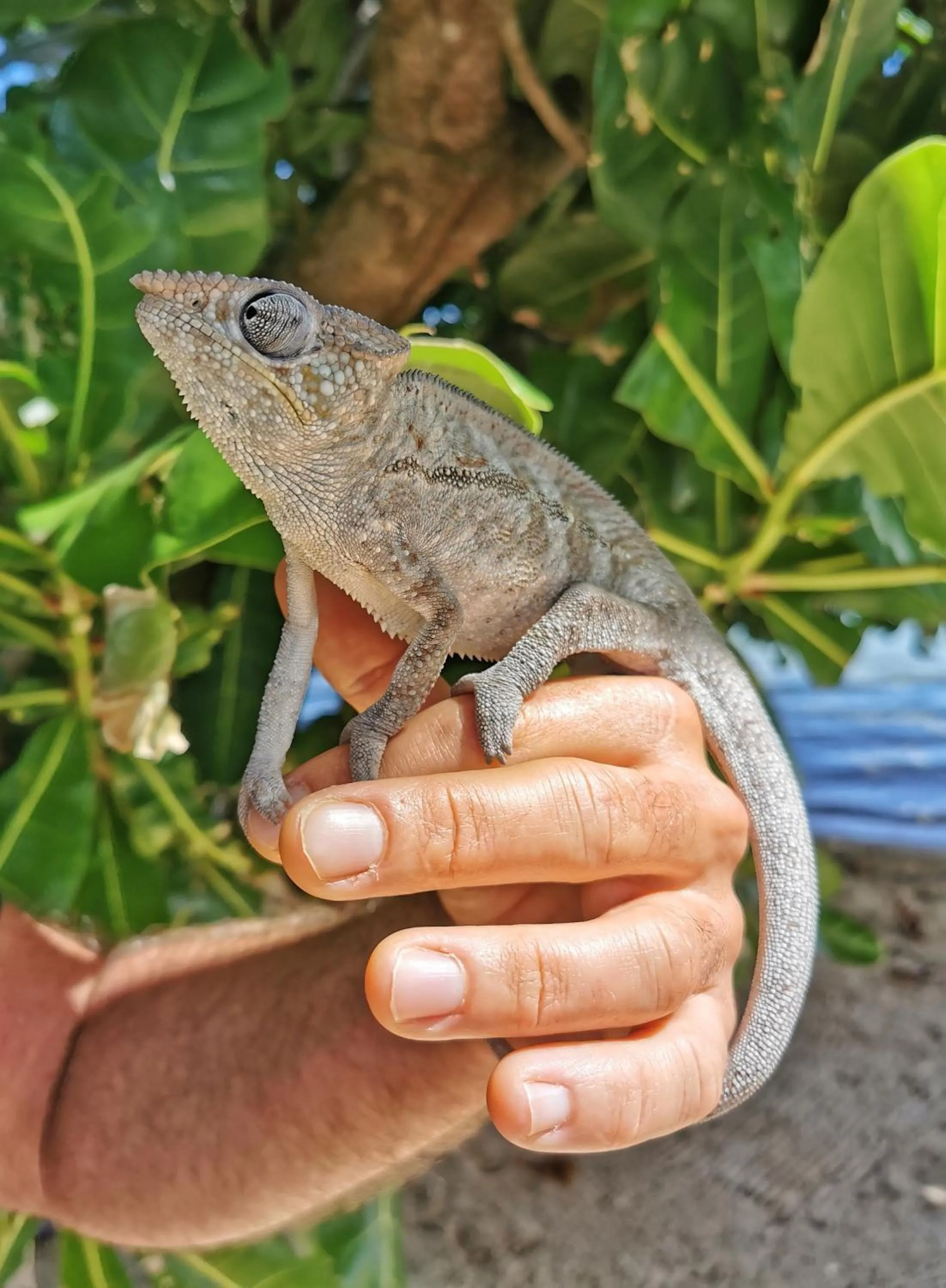 Pets in Lakana Hotel