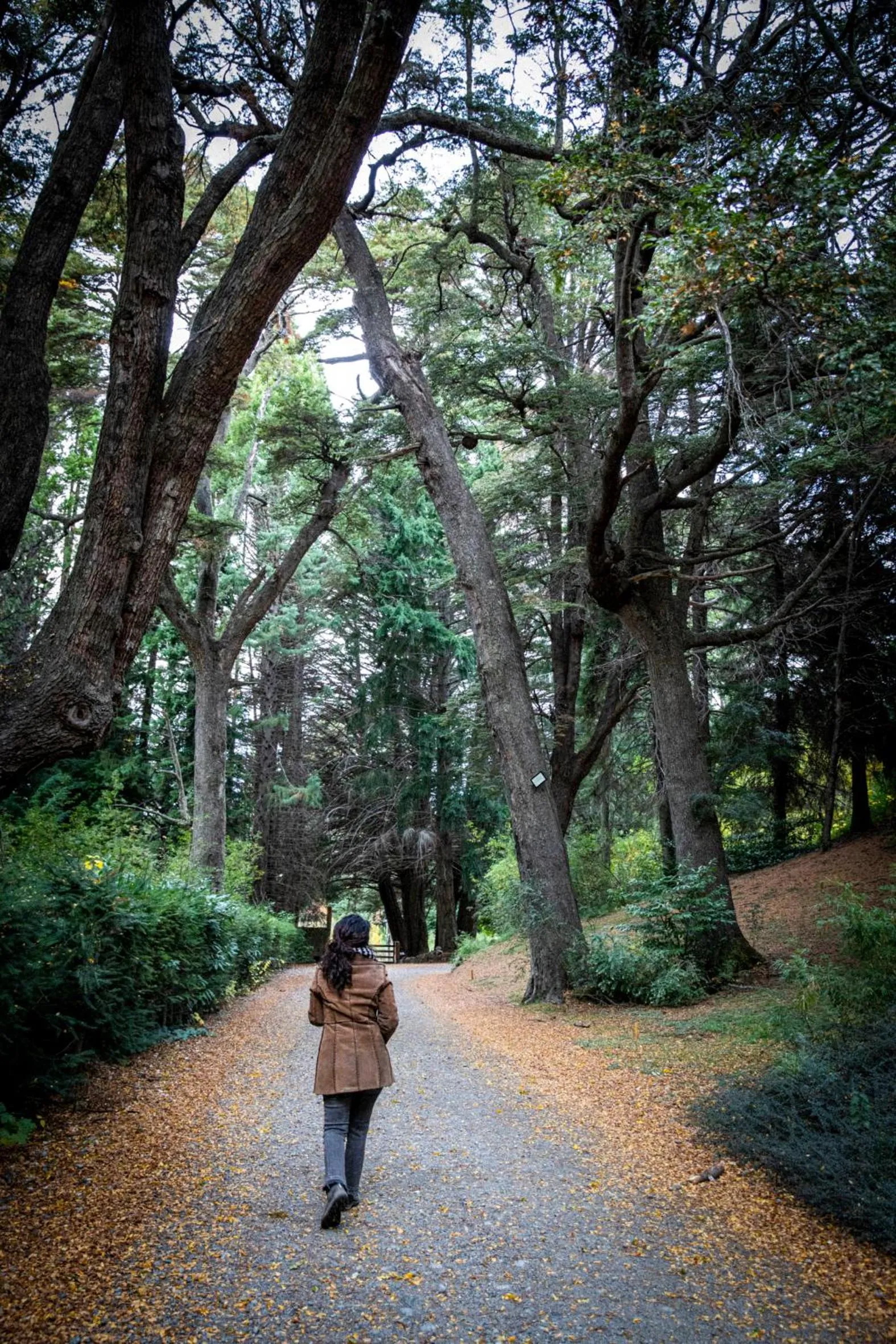 Garden in Hotel Tunquelén