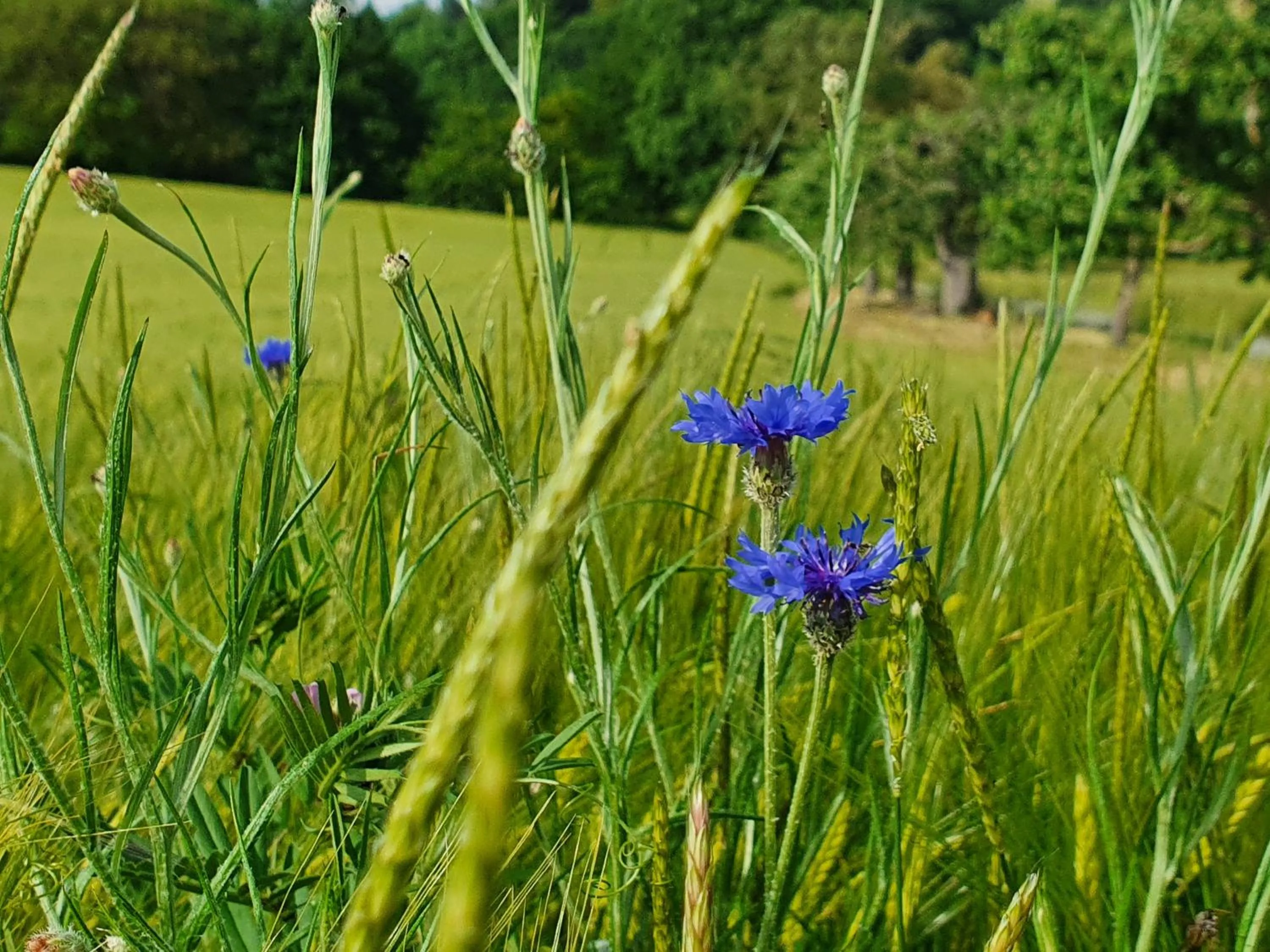 Natural landscape in Odenwald-Lodge mit Infrarotsauna und E-Ladestation "Haus Purpur"