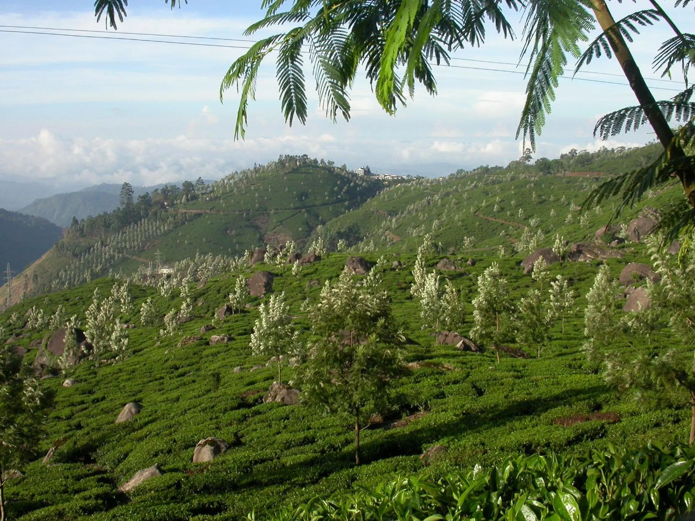 Mistica Munnar