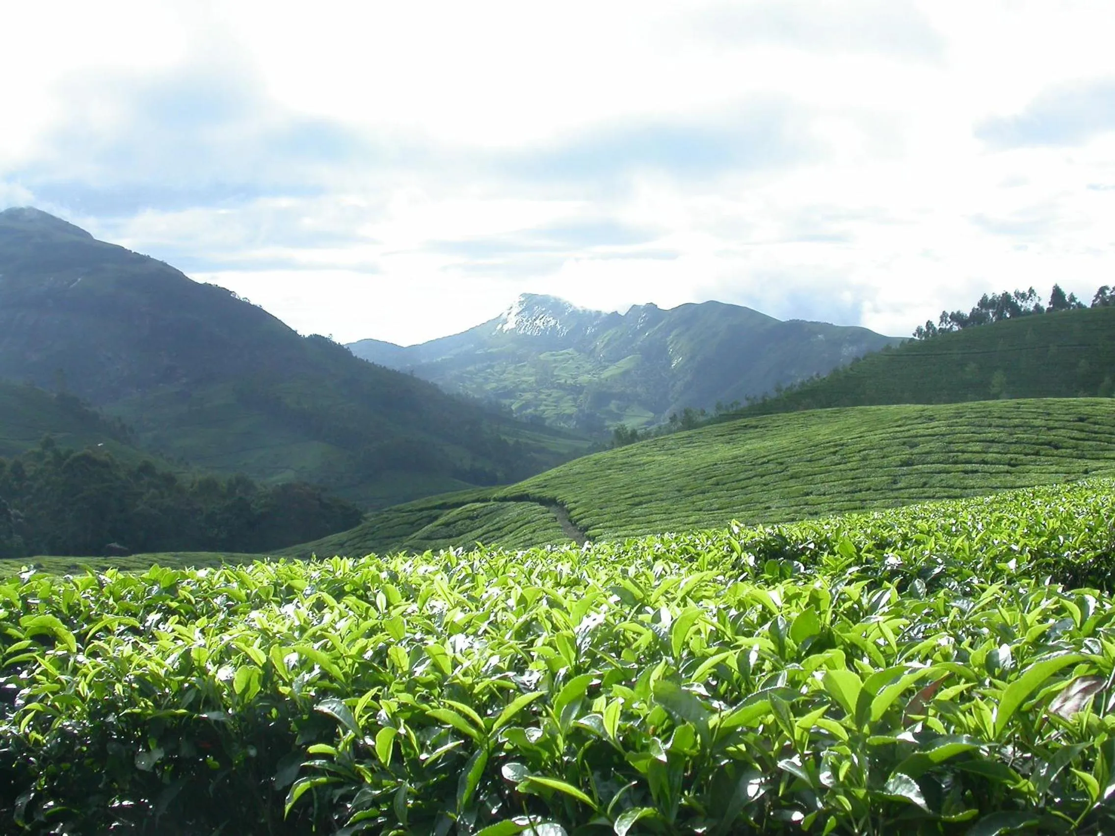 Mistica Munnar