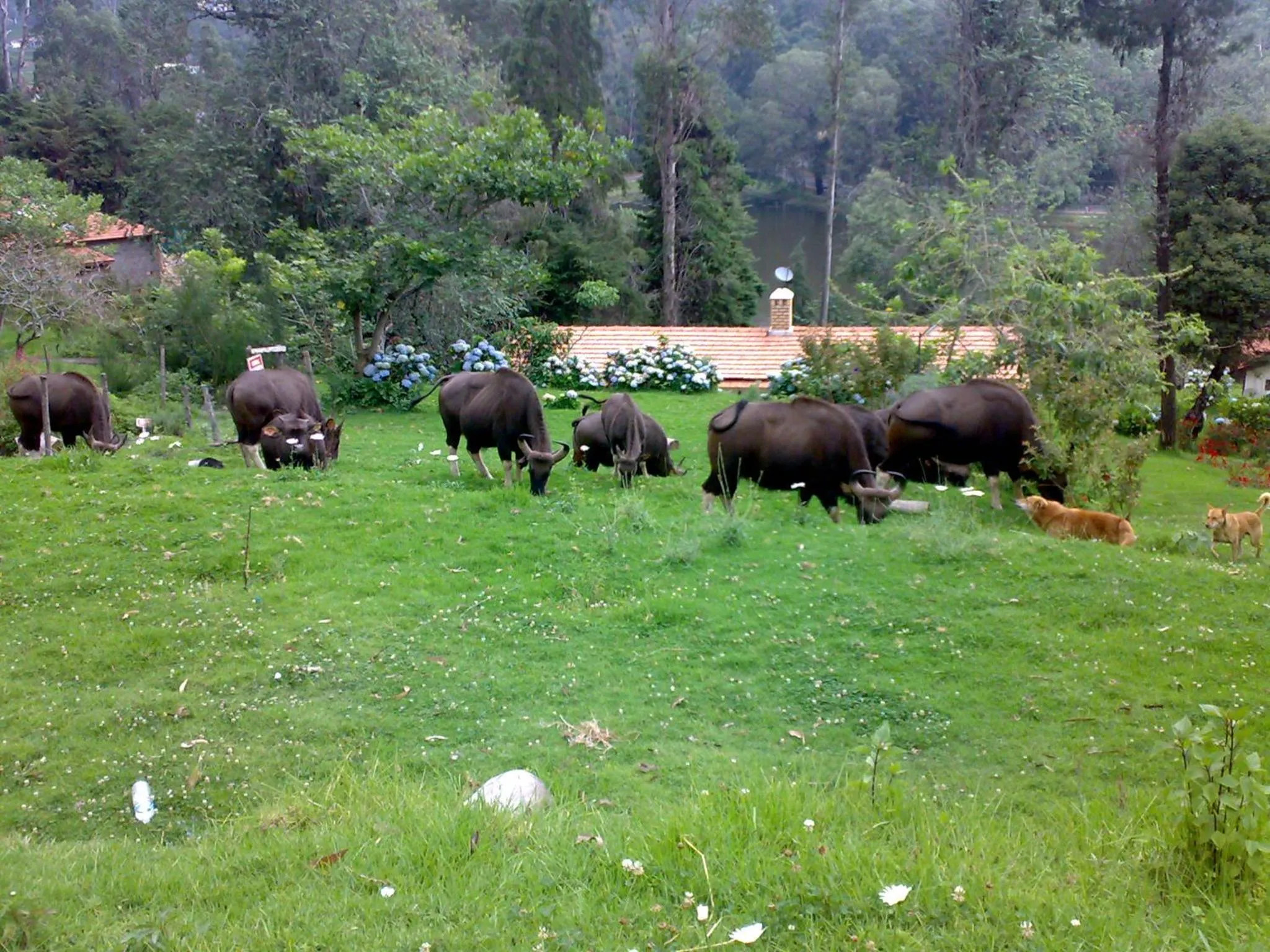 Mistica Munnar
