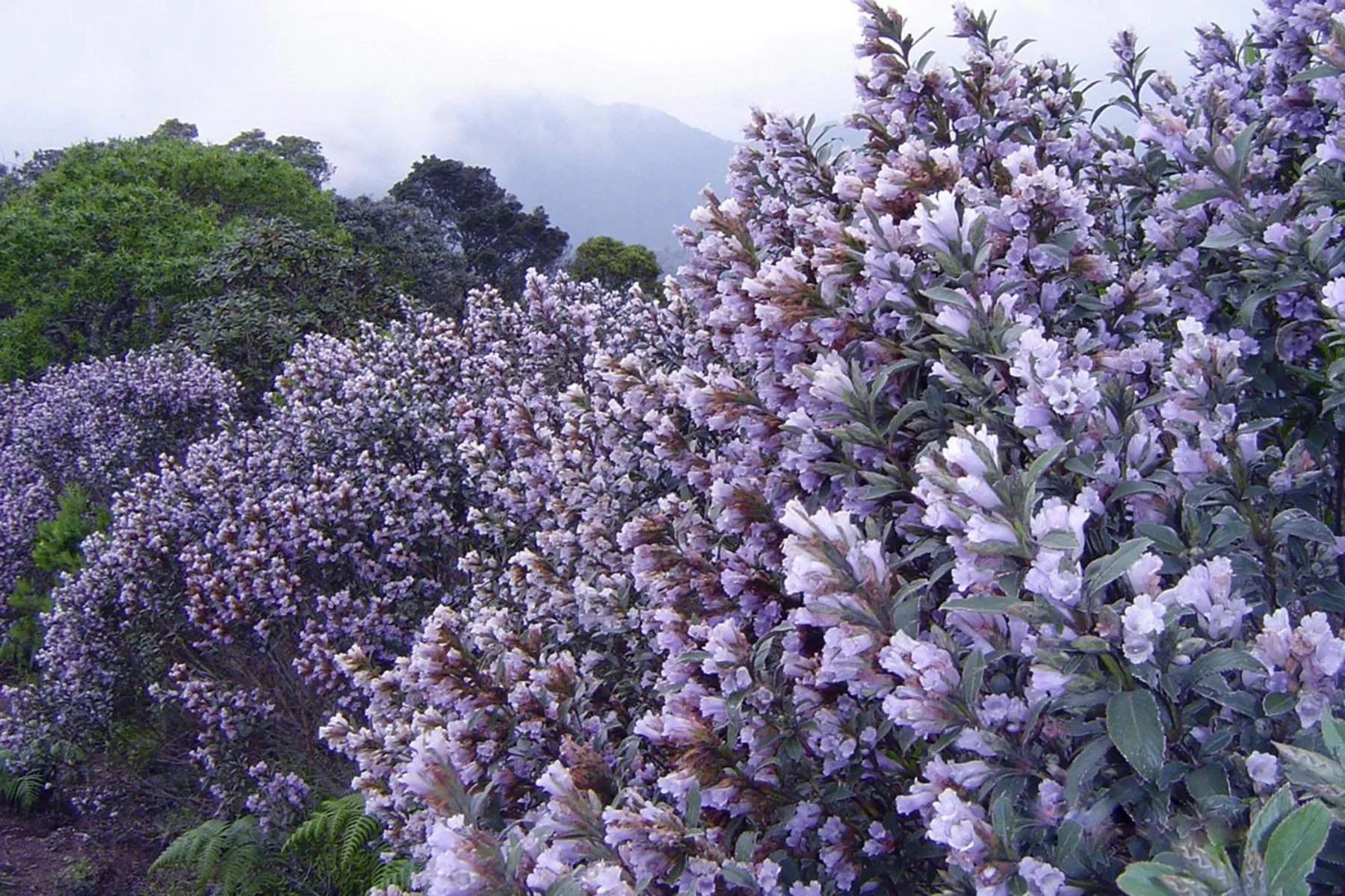 Day in Mistica Munnar