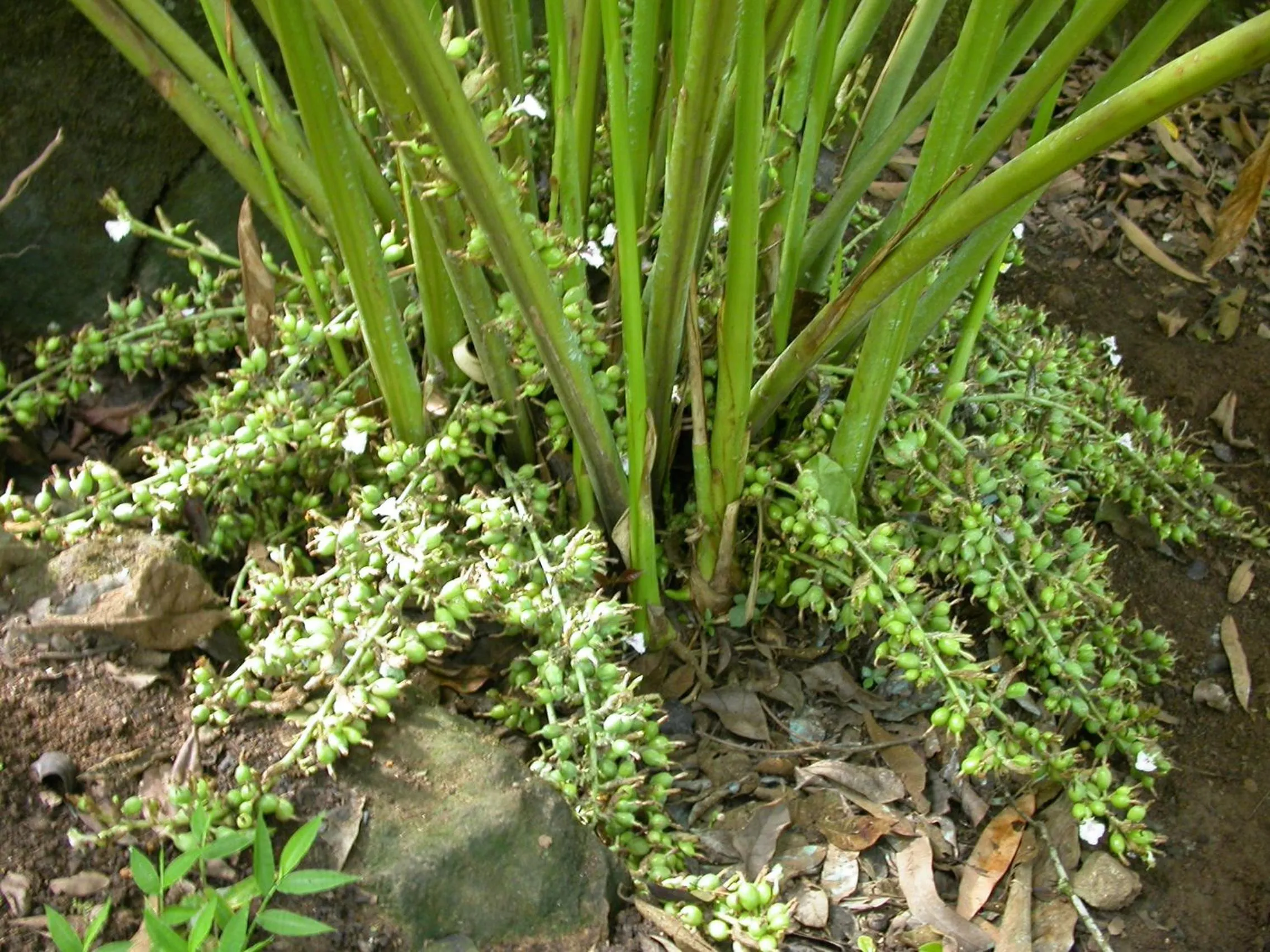 Mistica Munnar