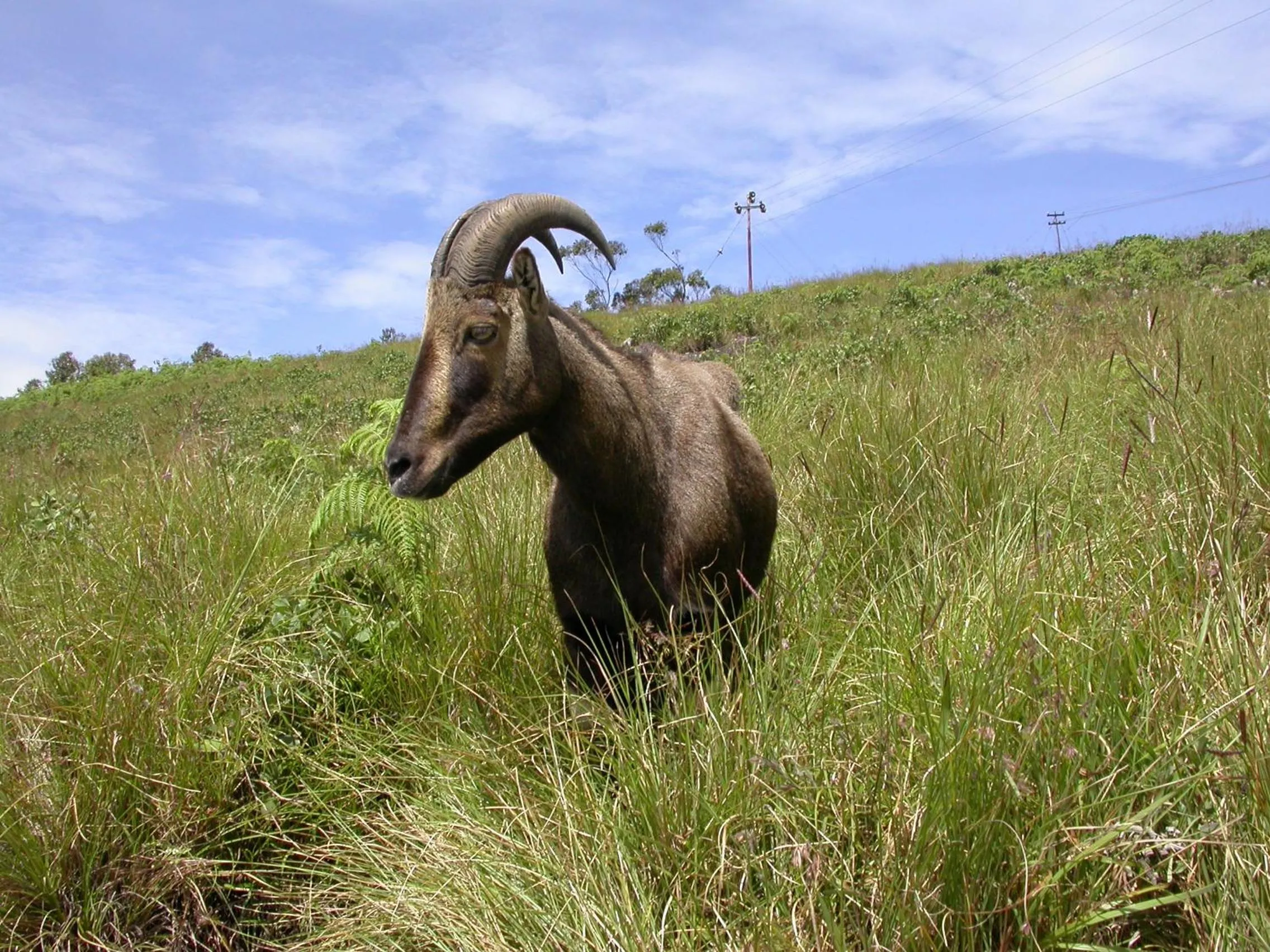 Mistica Munnar