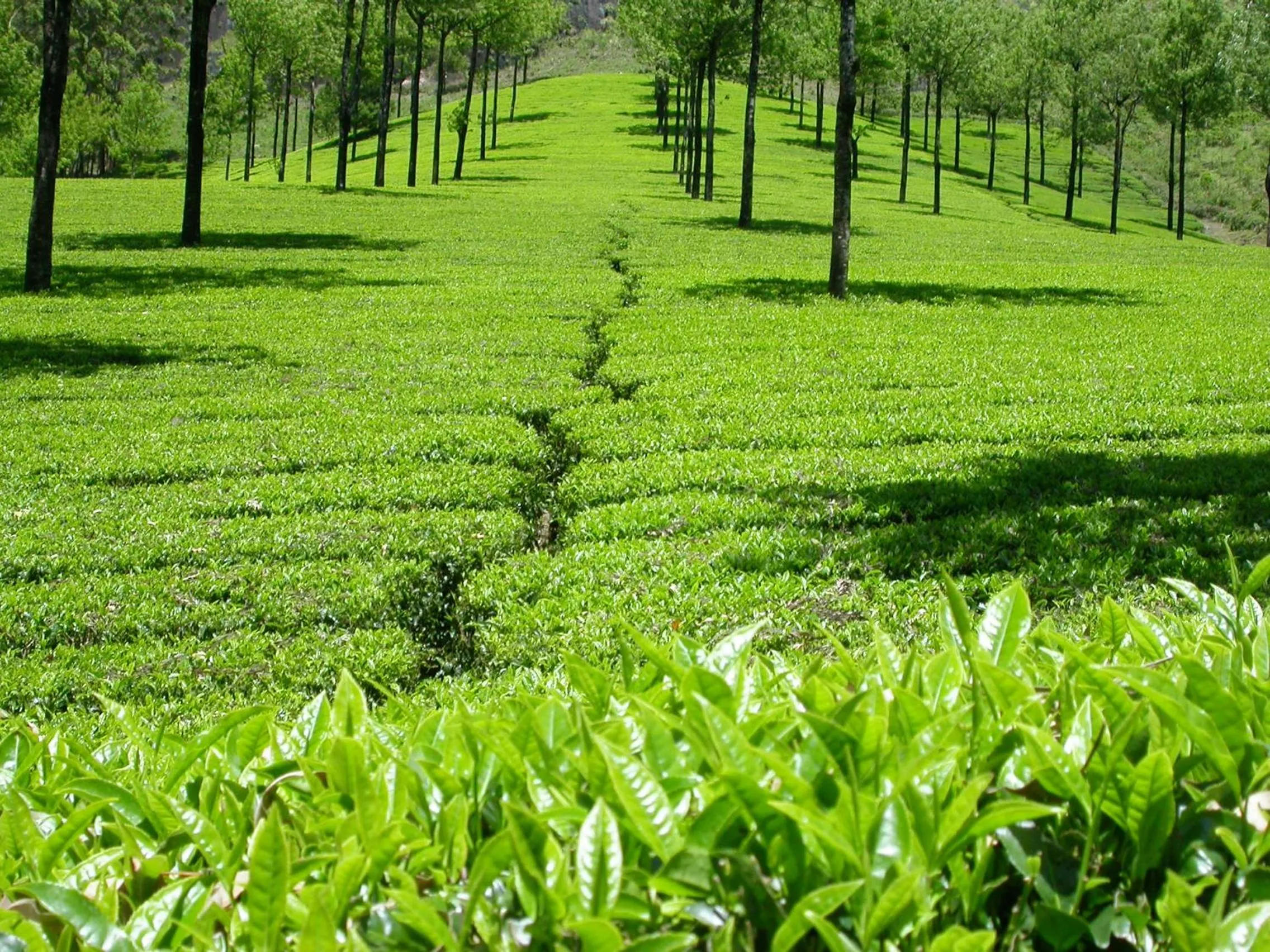 Mistica Munnar
