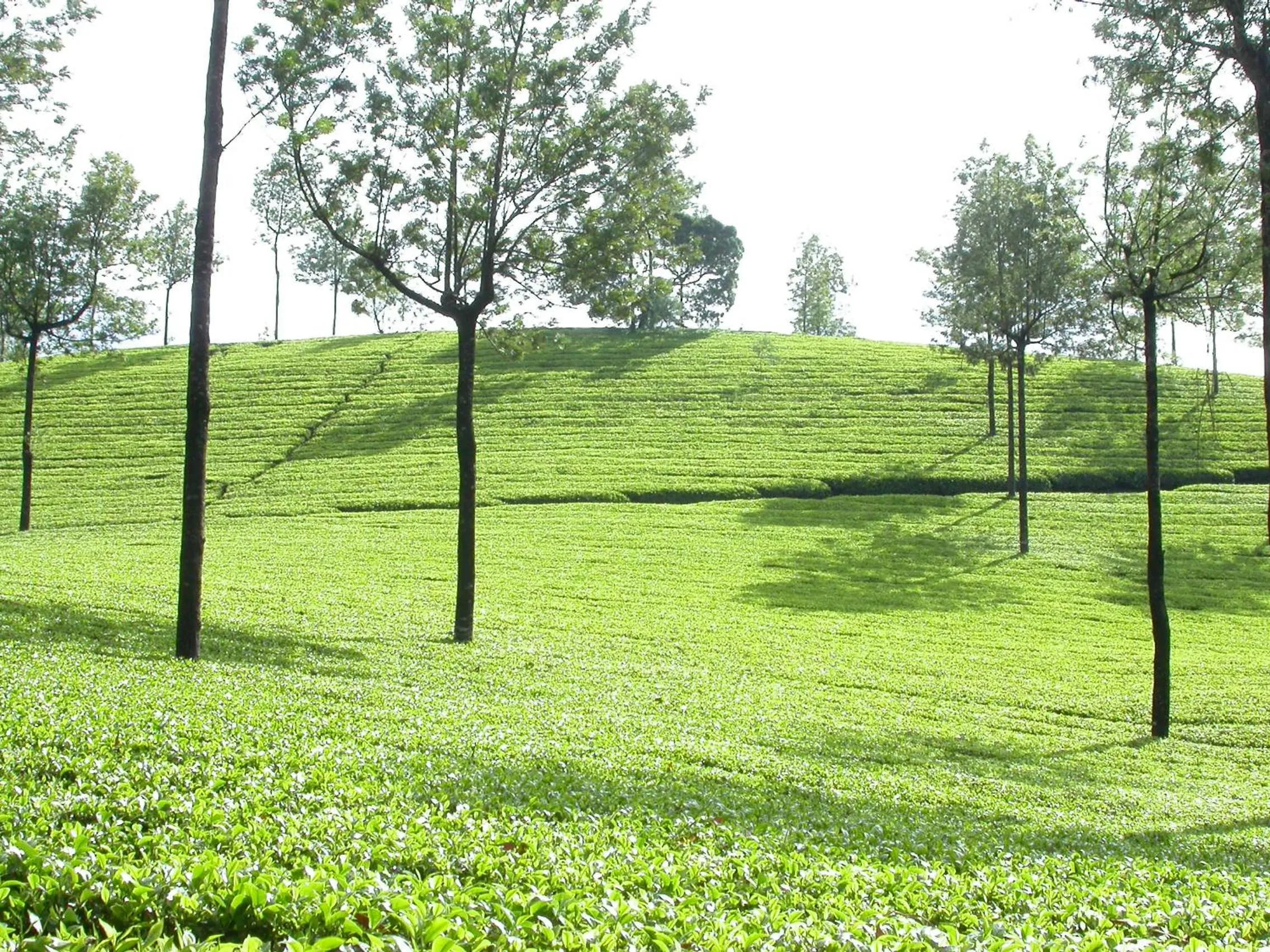 Mistica Munnar