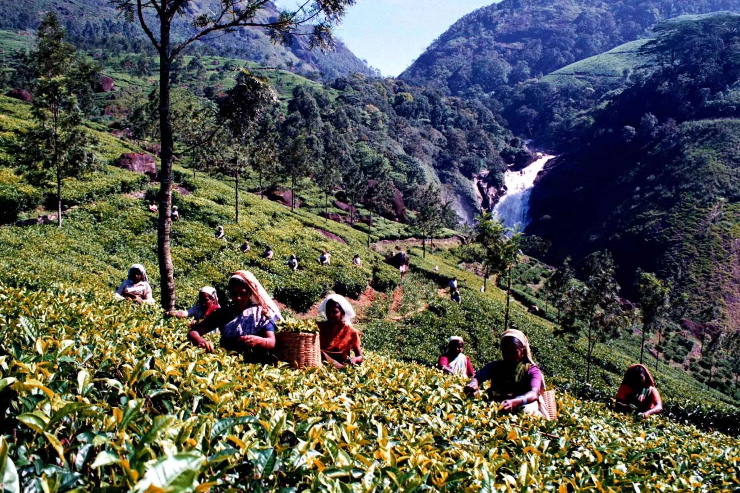 Mistica Munnar