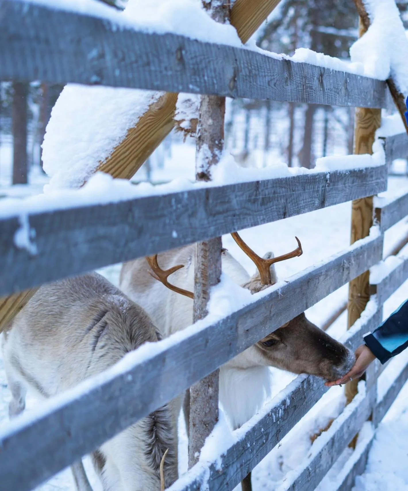 Activities in Aurora Collection