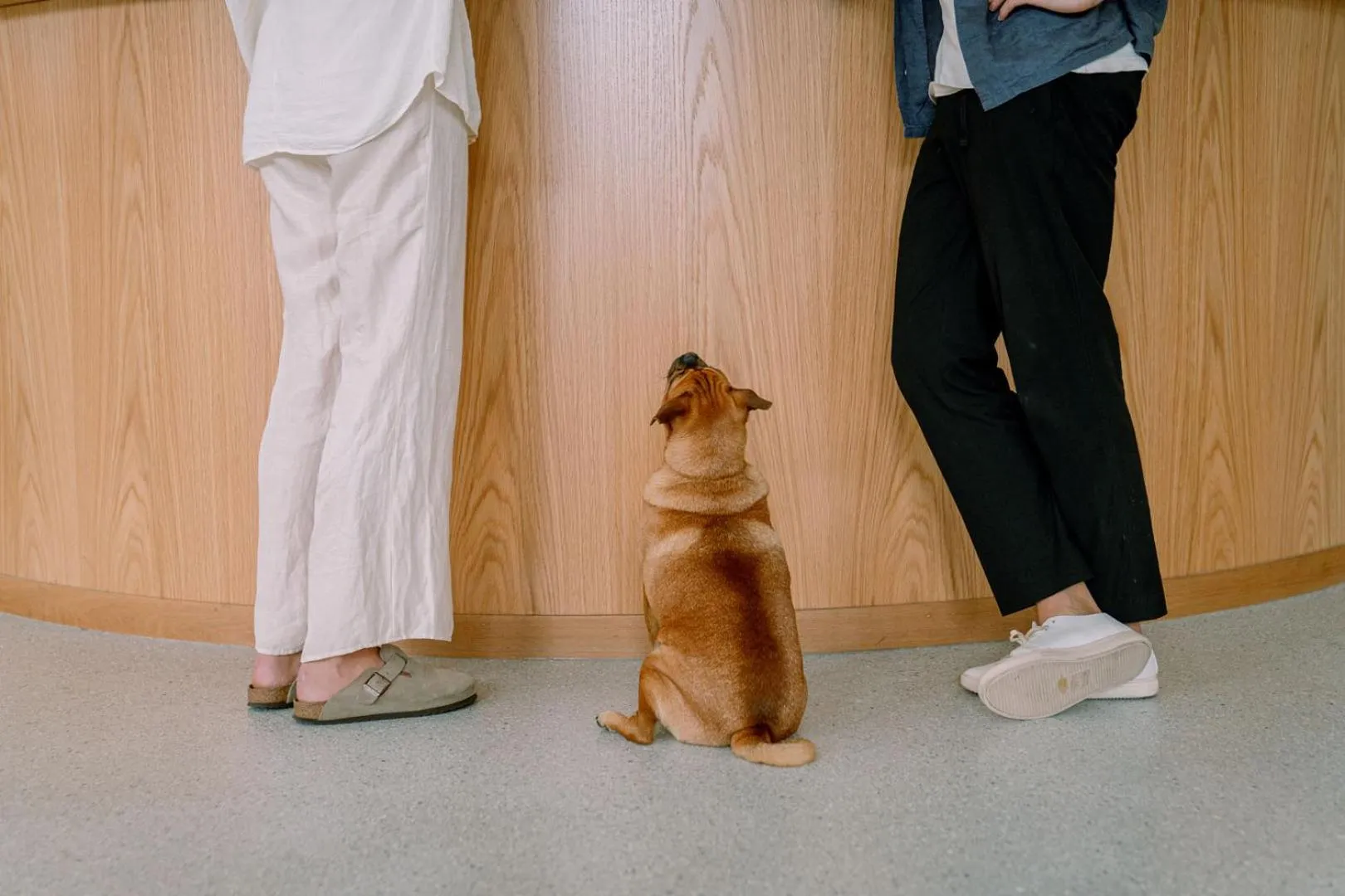 Pets in Vali by Village