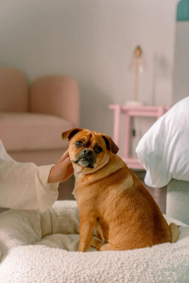 Pets in Vali by Village