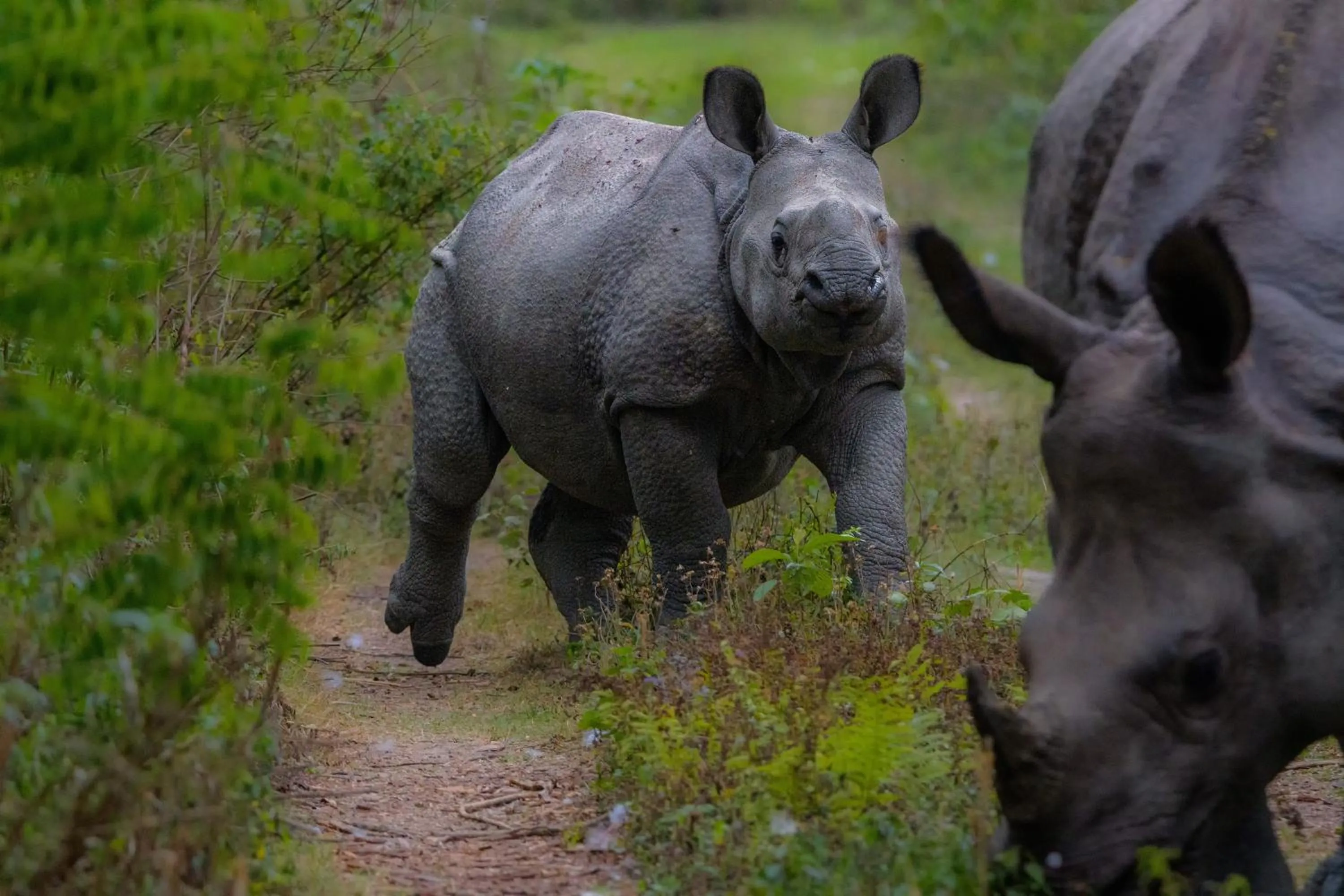 Animals in Machan Country Villa