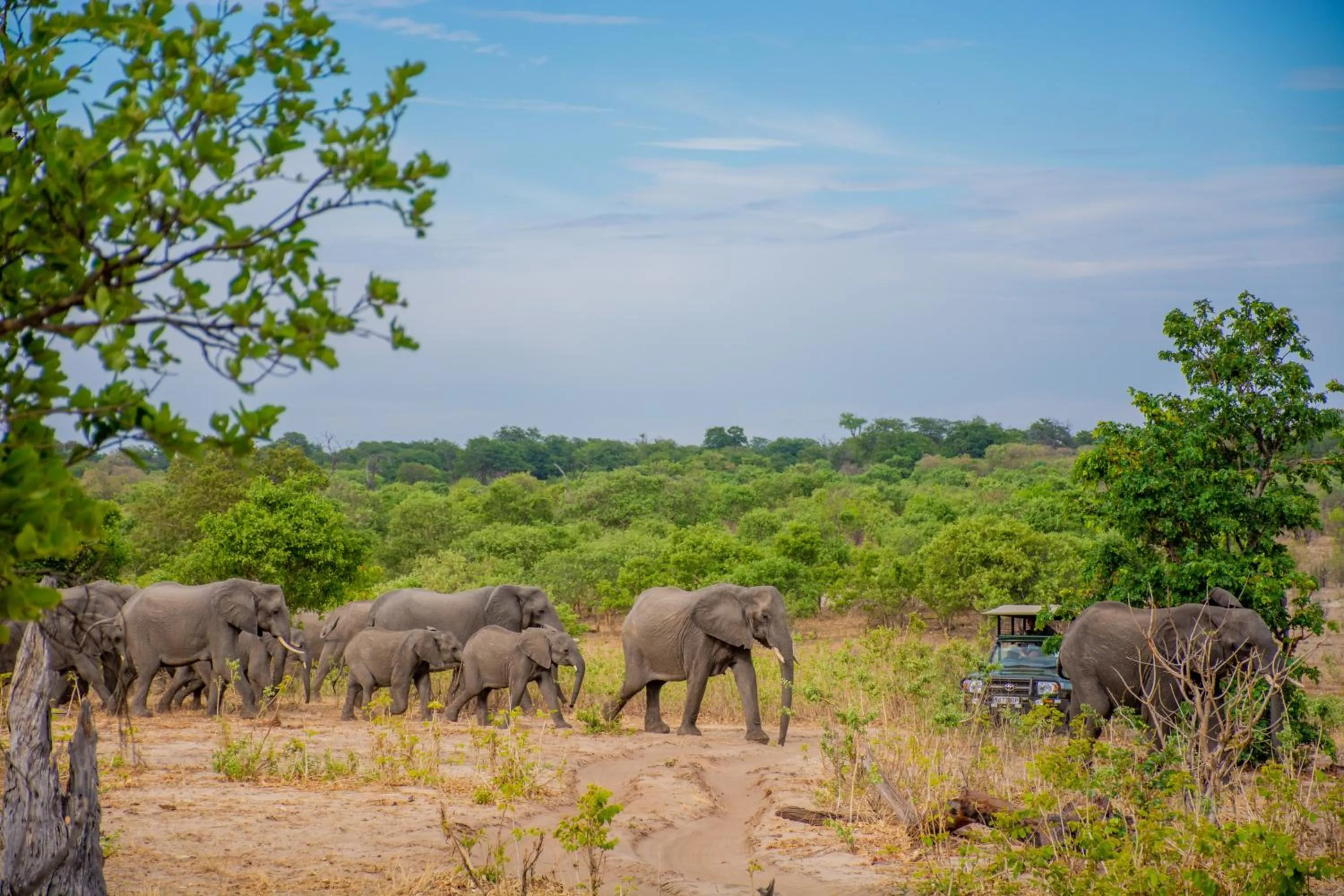 Animals in Chobe Safari Lodges