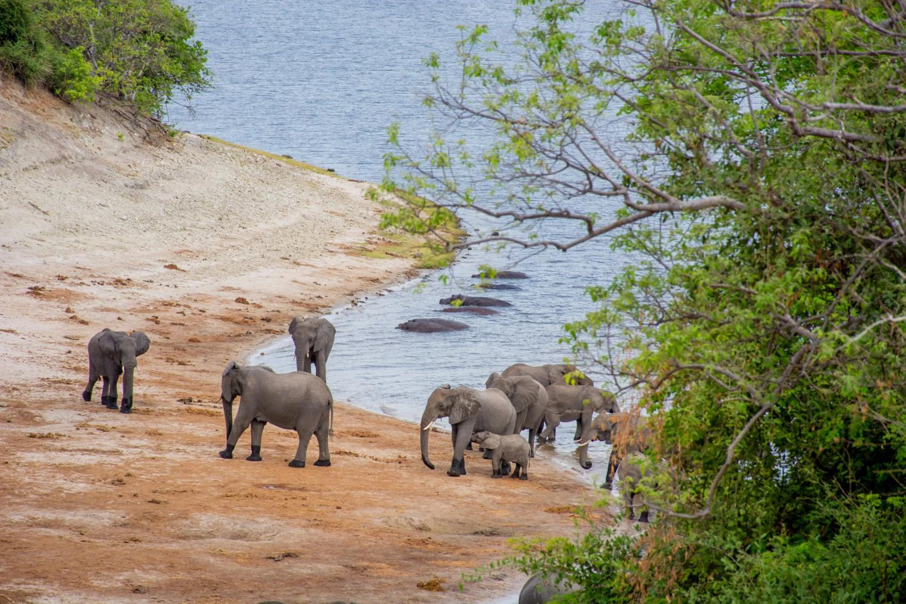 Day in The Chobe Safari Lodge