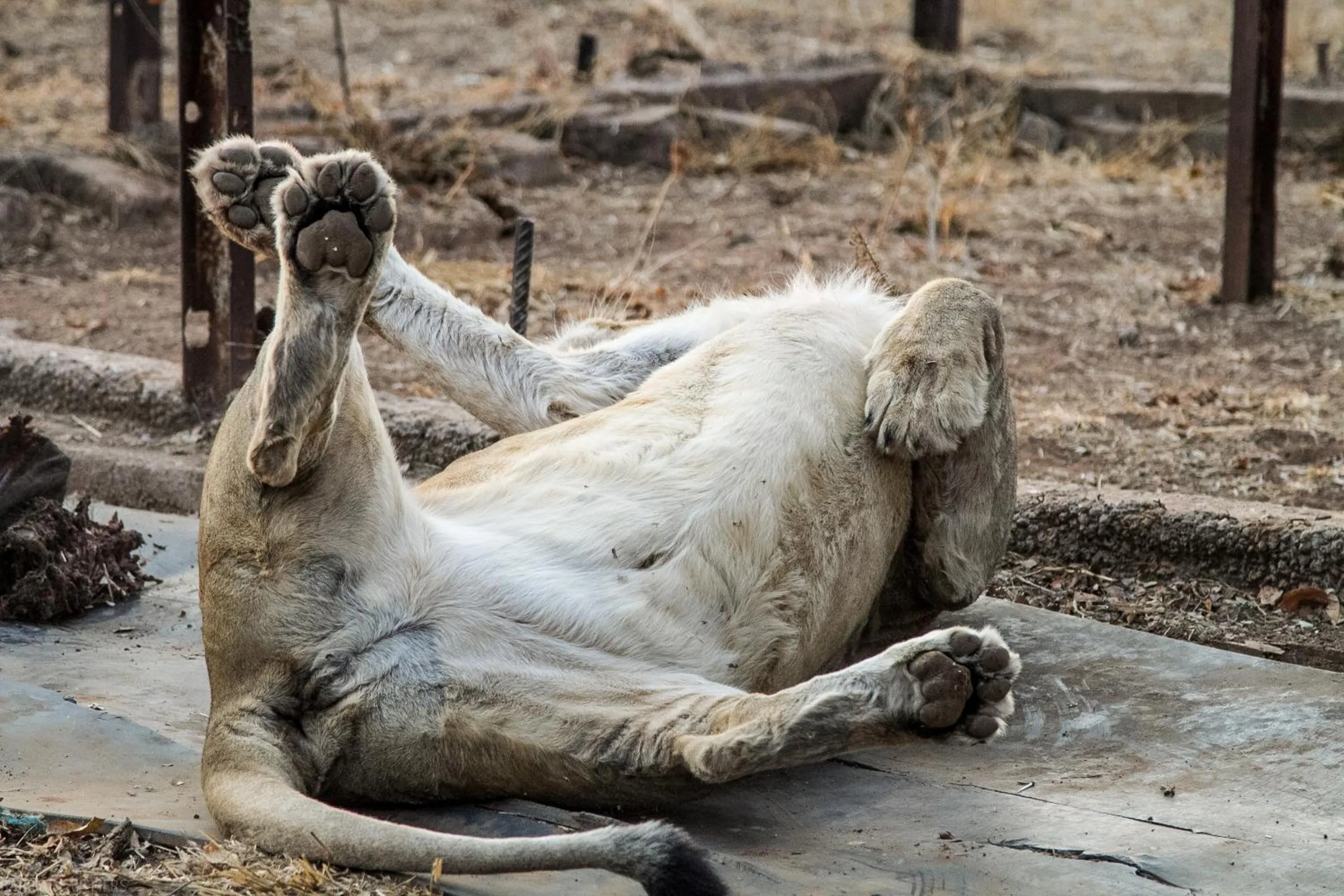 View (from property/room) in Simba Safaris African Pride Exotic Lodge