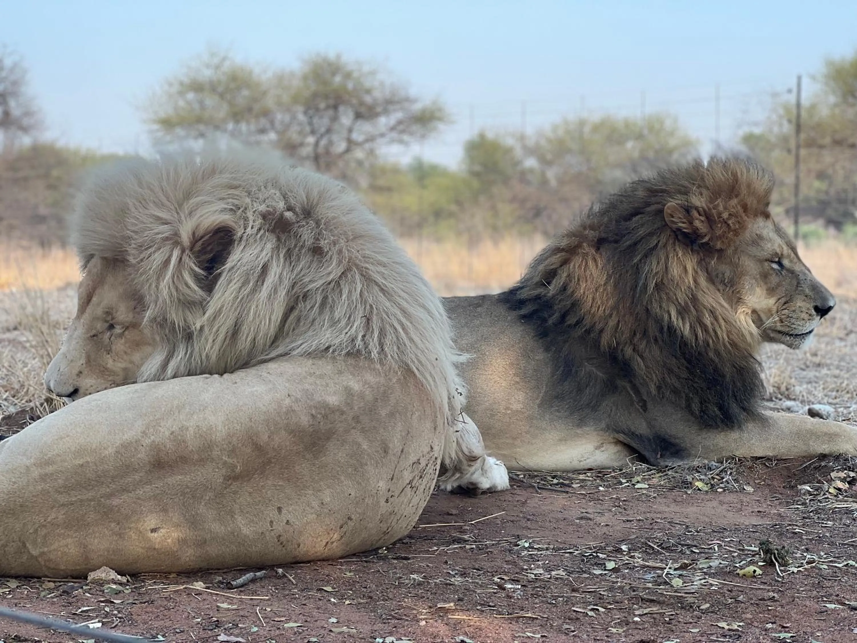 Pets in Simba Safaris African Pride Exotic Lodge
