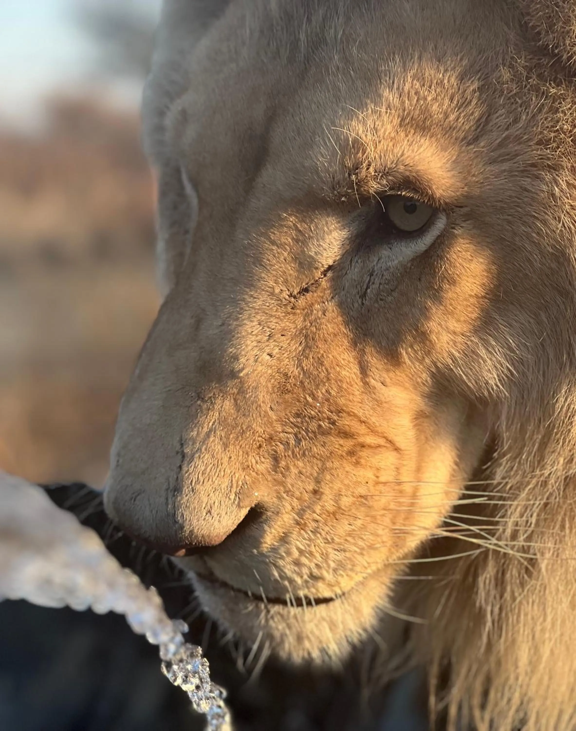 View (from property/room) in Simba Safaris African Pride Exotic Lodge