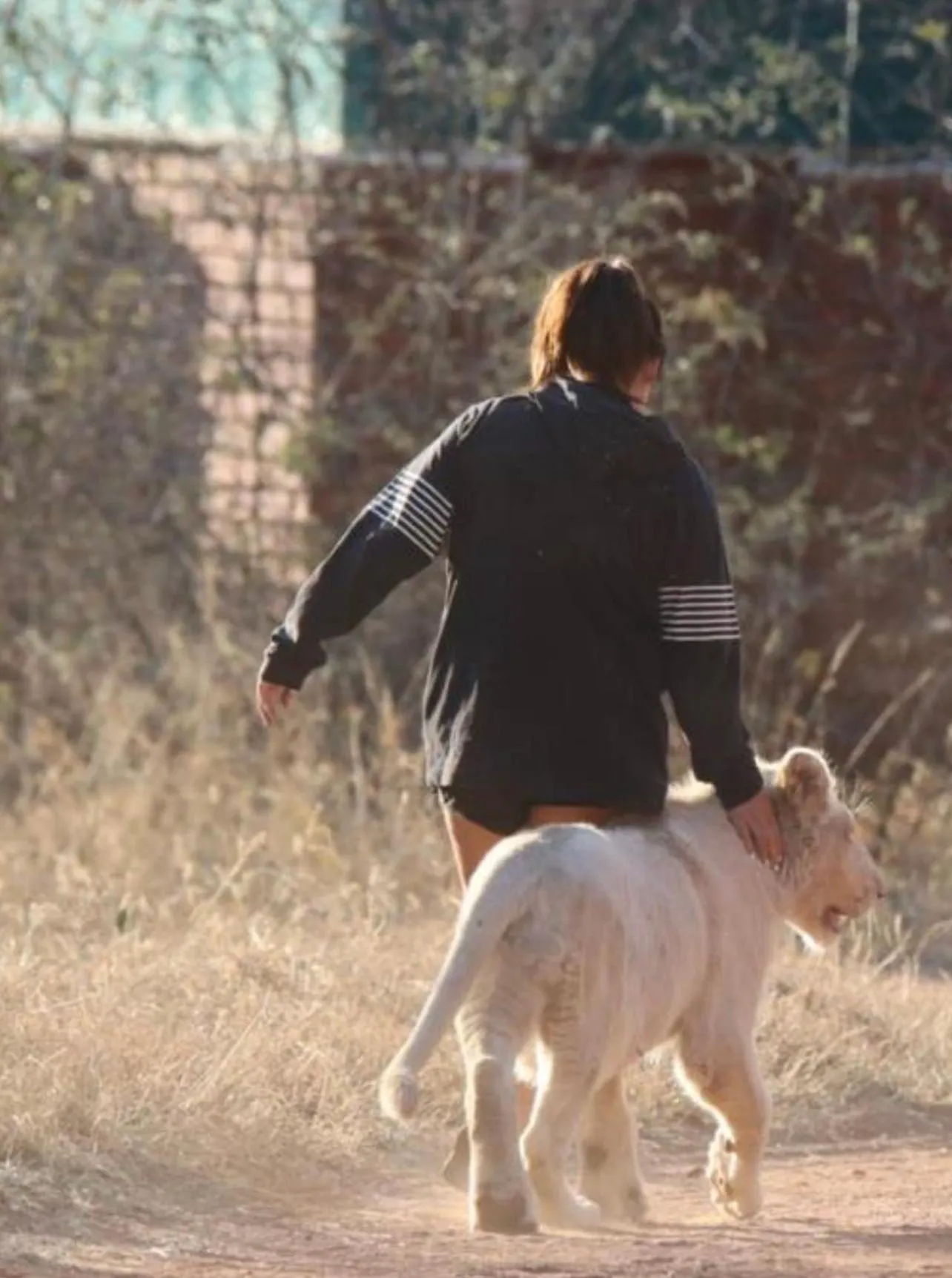 Animals in Simba Safaris African Pride Exotic Lodge