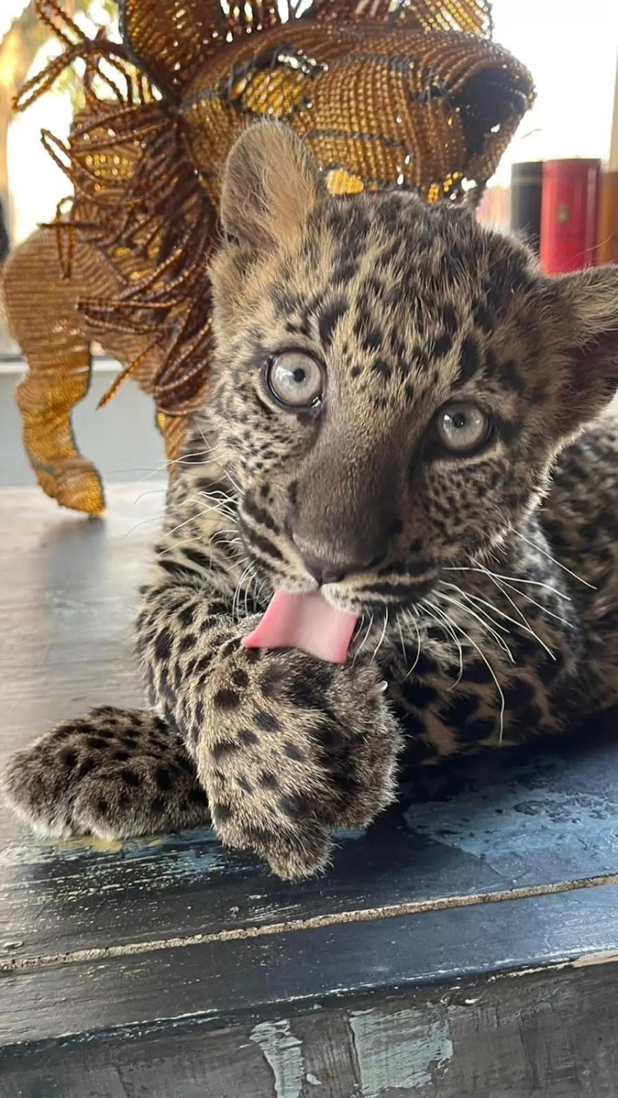 Animals in Simba Safaris African Pride Exotic Lodge