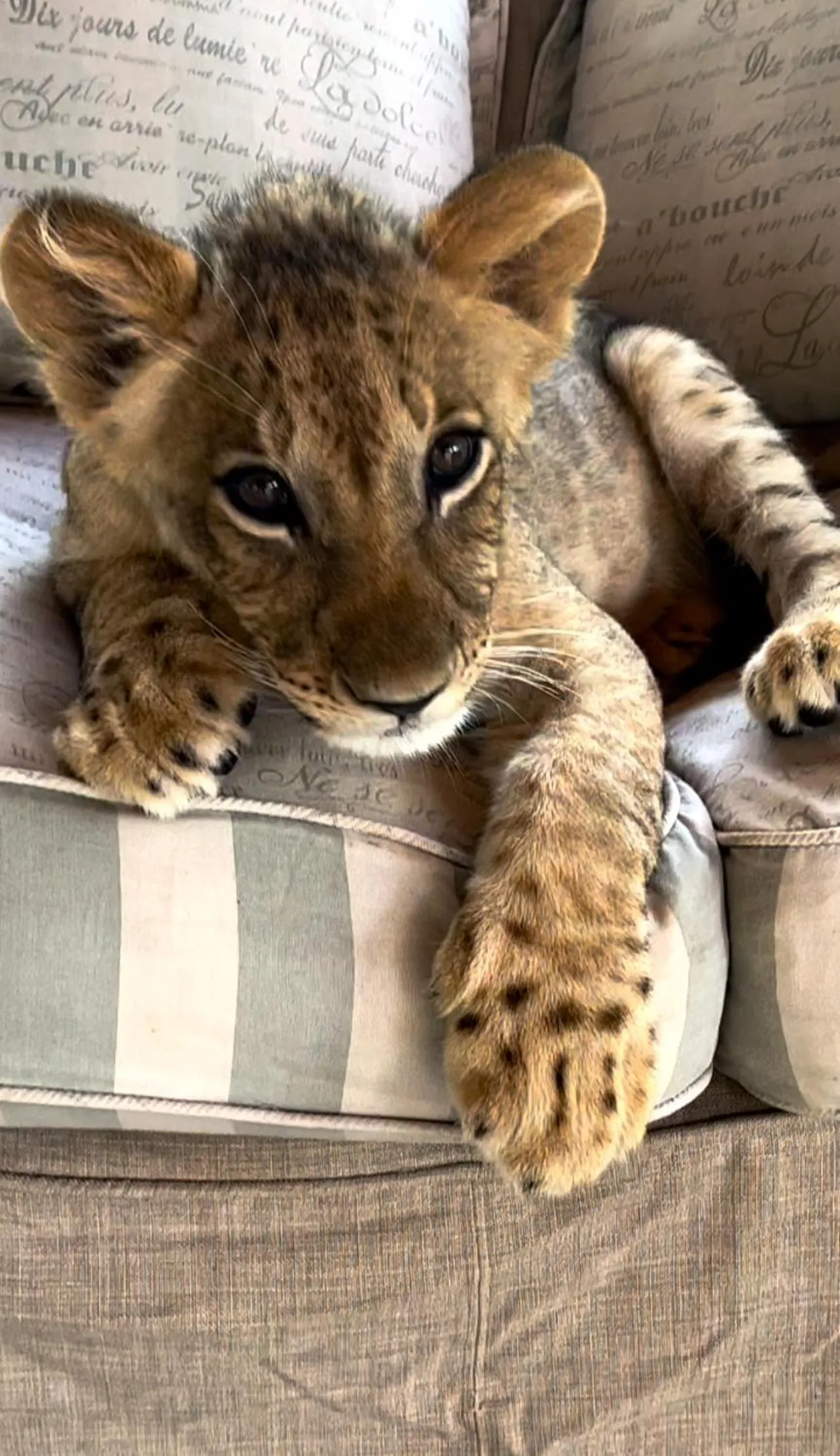 View (from property/room) in Simba Safaris African Pride Exotic Lodge