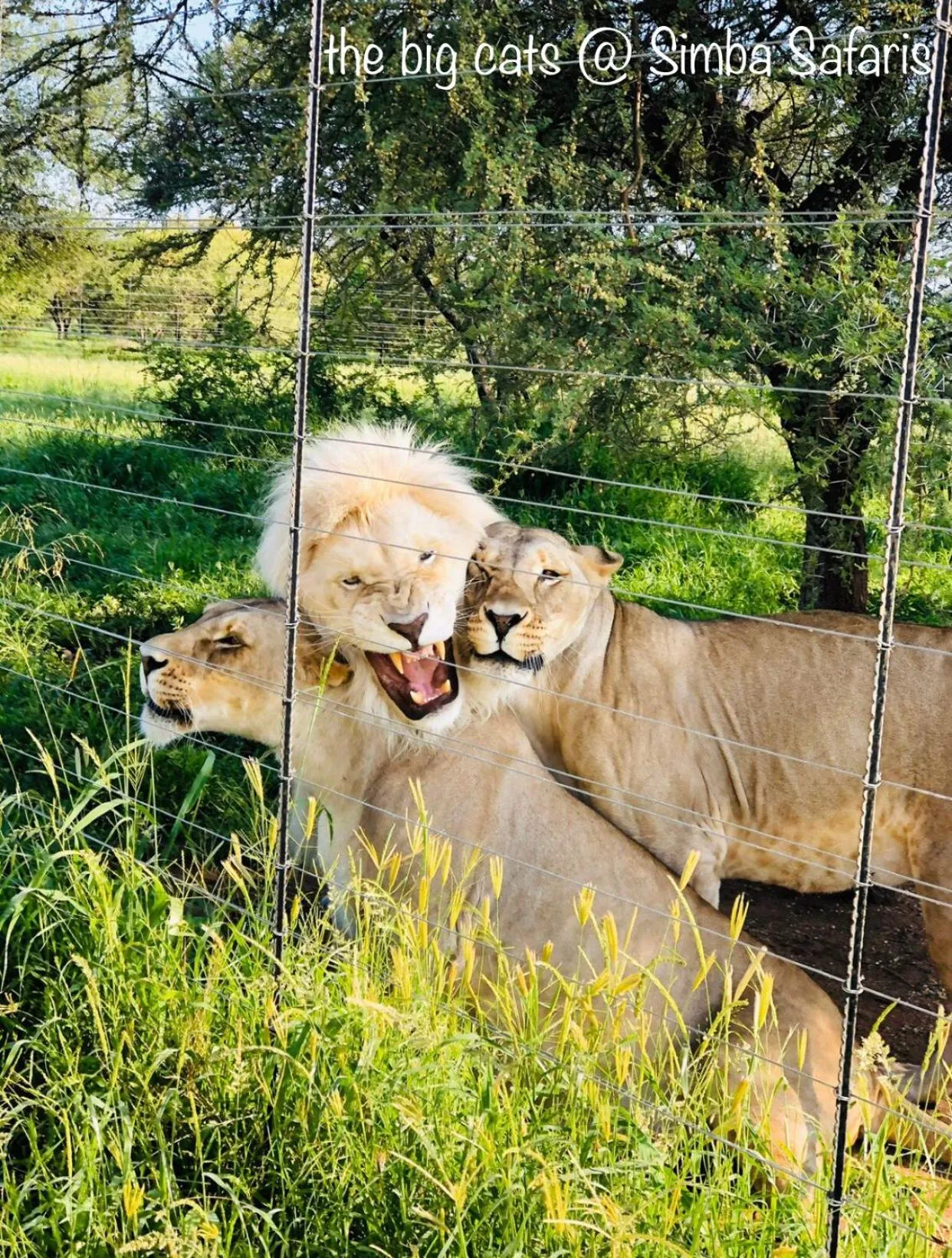 Animals in Simba Safaris African Pride Exotic Lodge