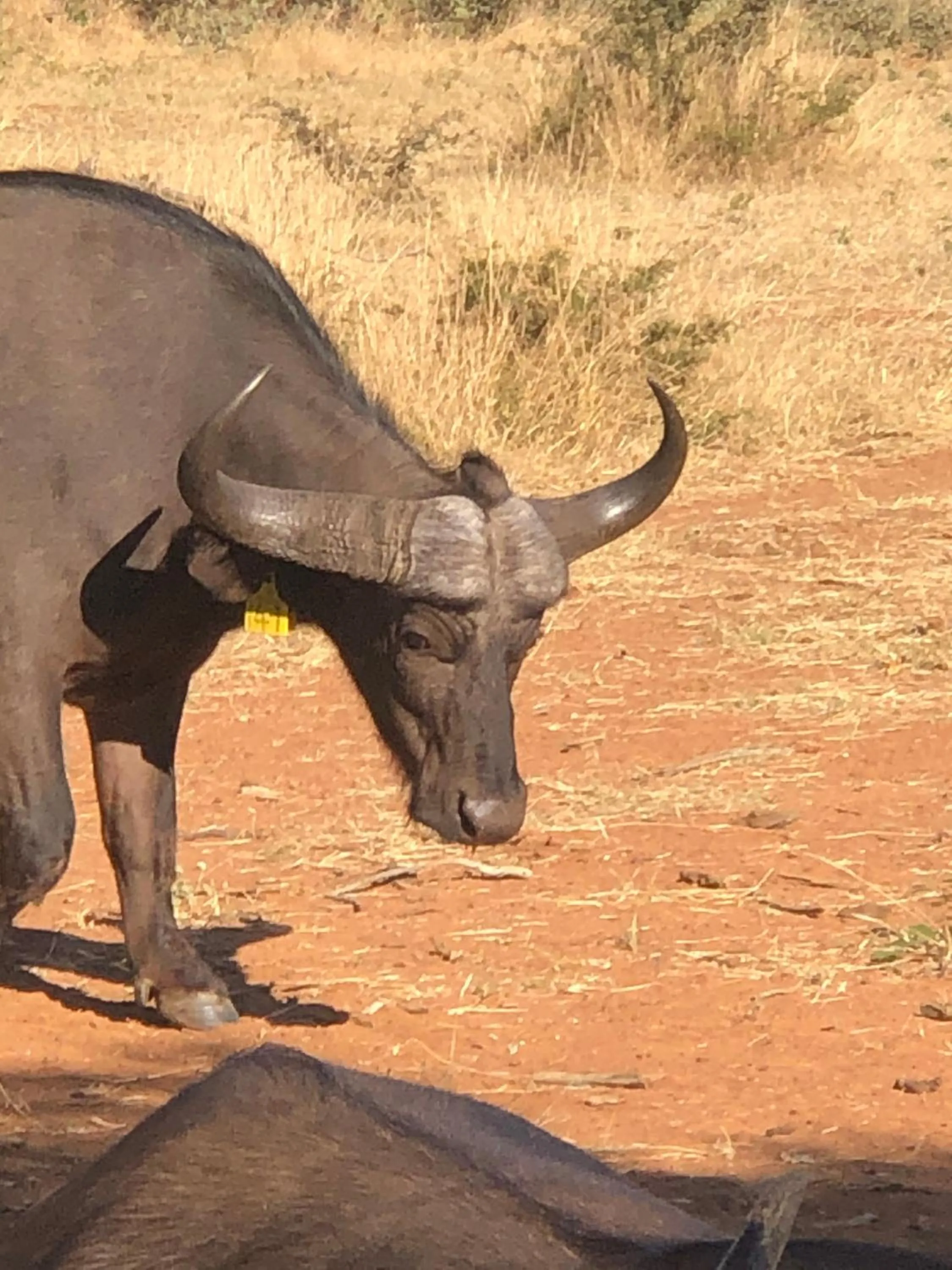 Other in Simba Safaris African Pride Exotic Lodge