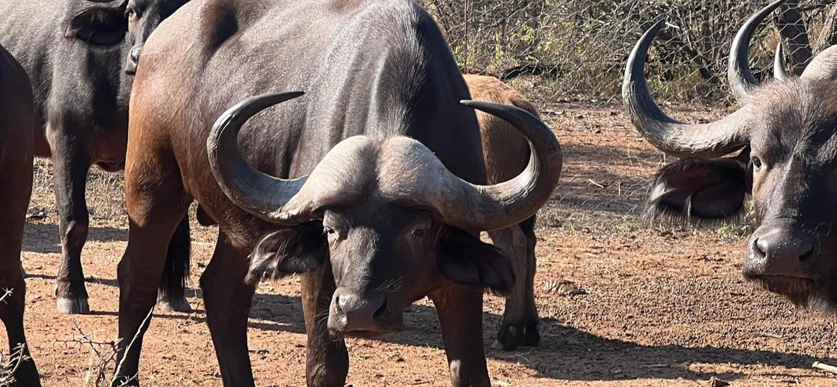 Day in Simba Safaris African Pride Exotic Lodge
