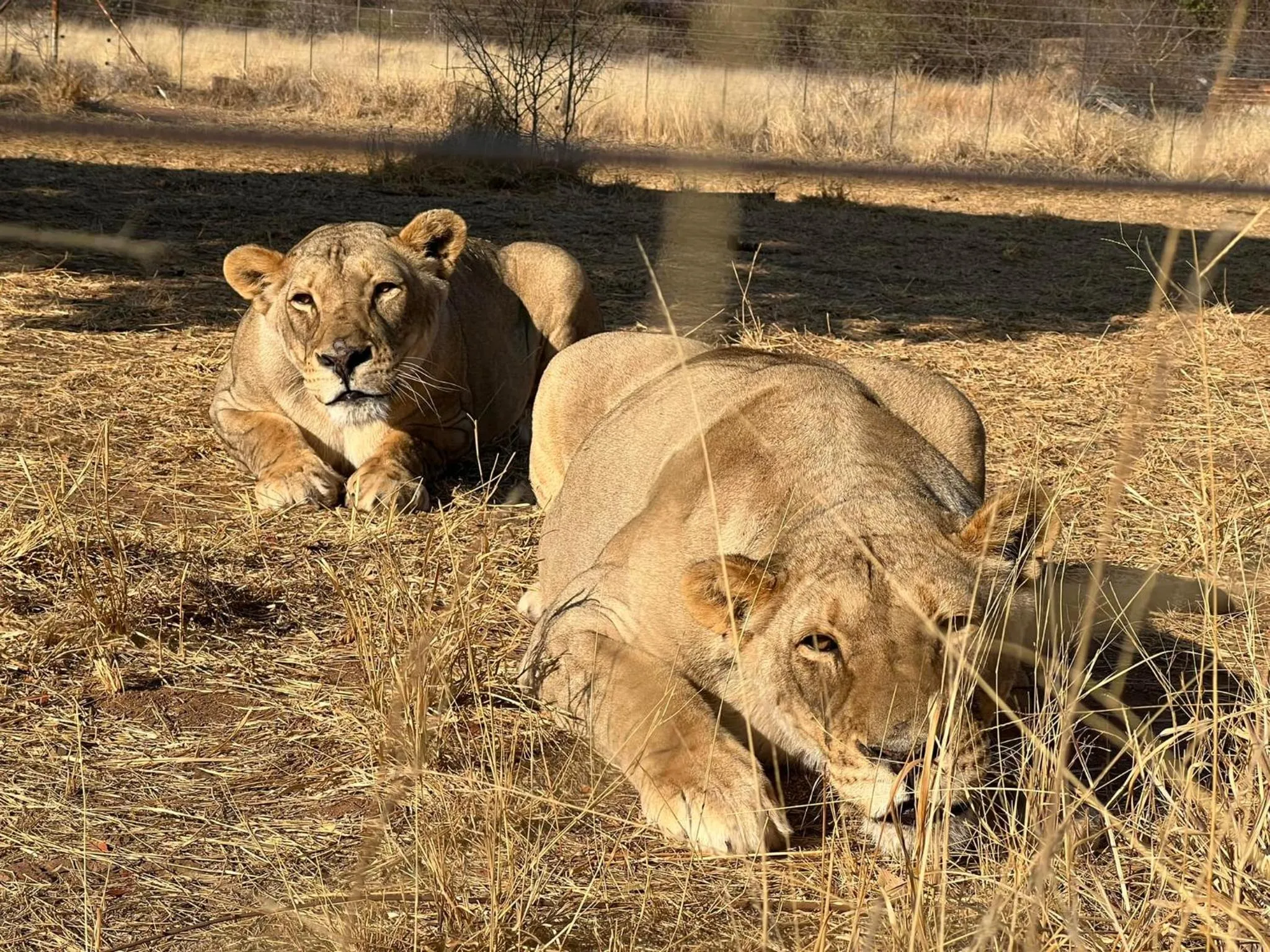 Garden in Simba Safaris African Pride Exotic Lodge