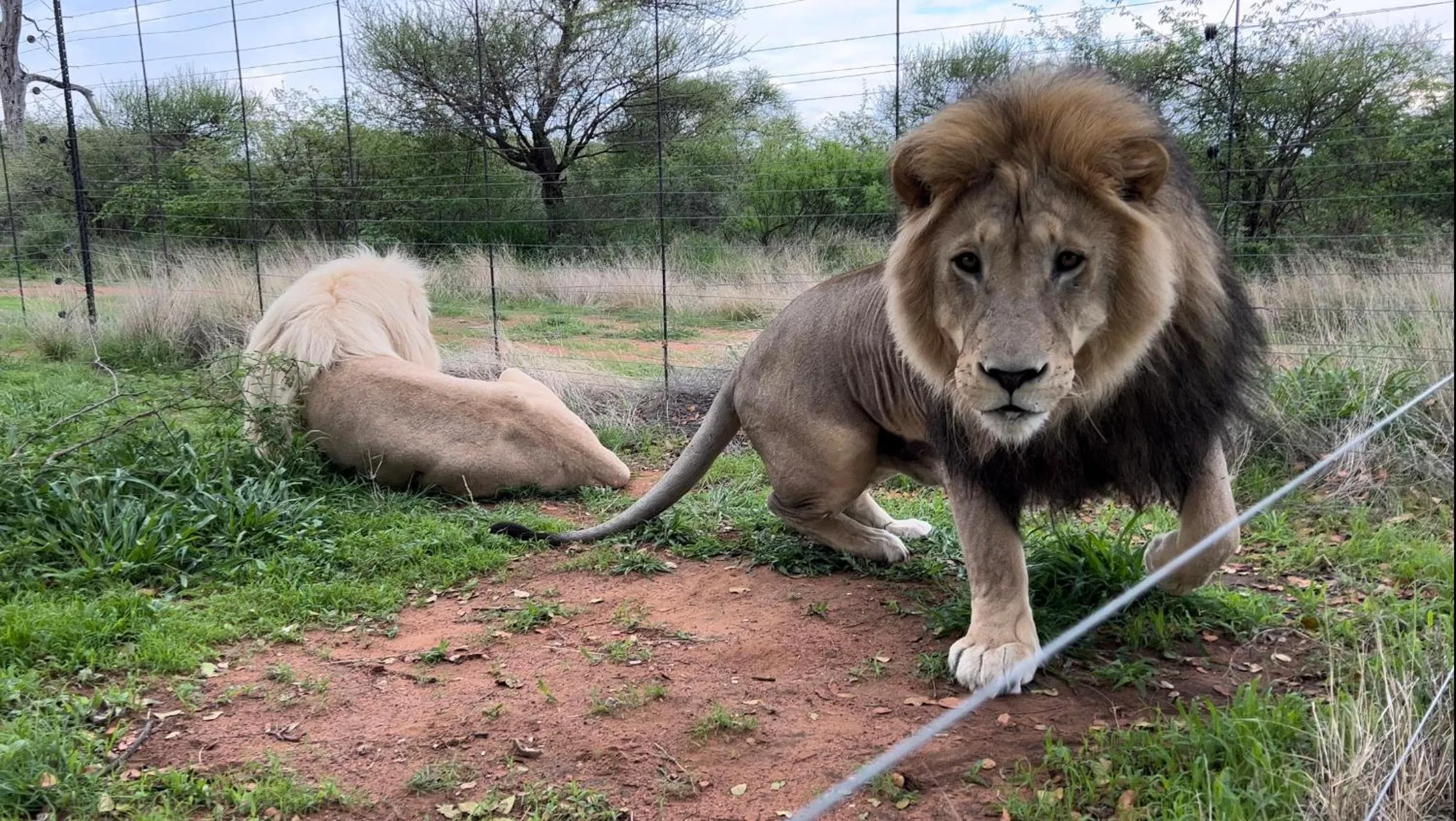 Day in Simba Safaris African Pride Exotic Lodge