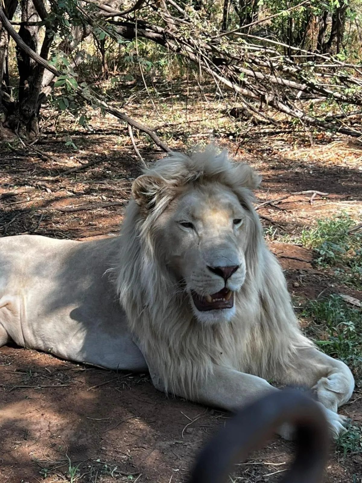 View (from property/room) in Simba Safaris African Pride Exotic Lodge