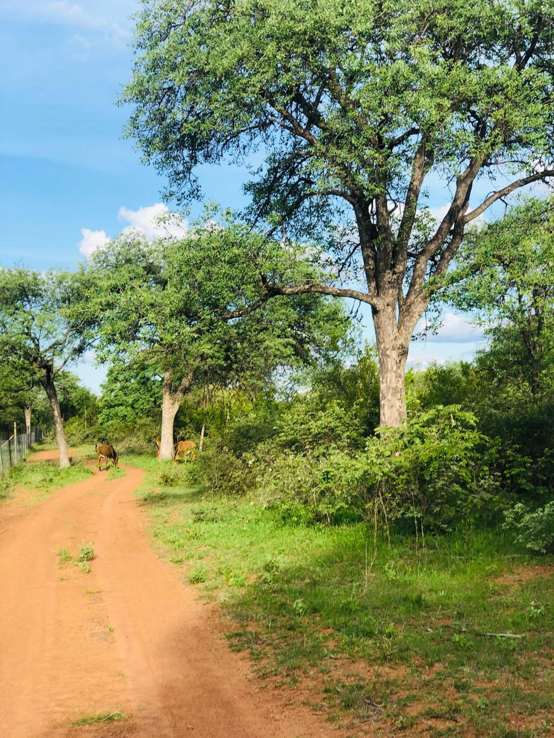 View (from property/room) in Simba Safaris African Pride Exotic Lodge