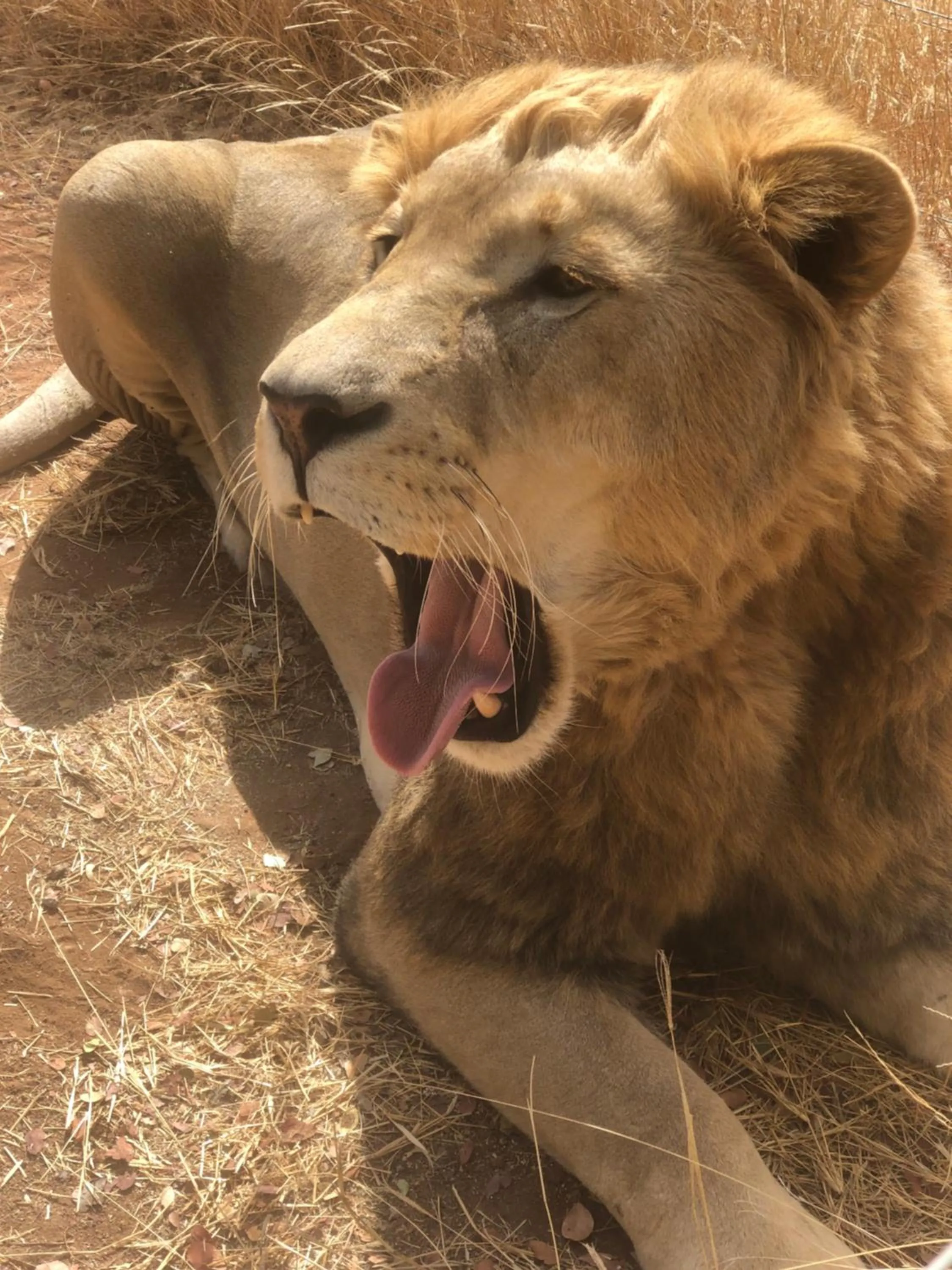 Animals in Simba Safaris African Pride Exotic Lodge