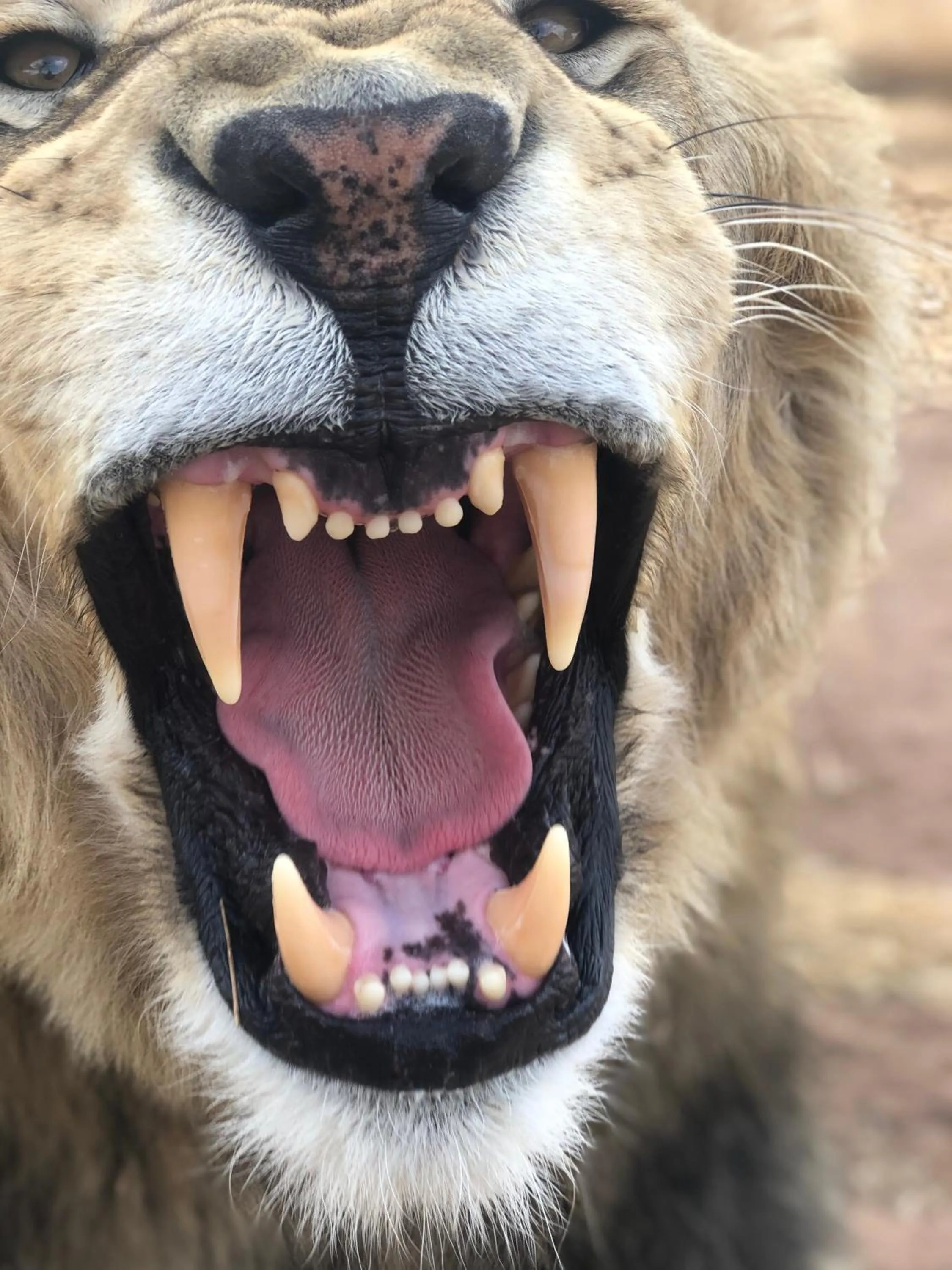 Pets in Simba Safaris African Pride Exotic Lodge